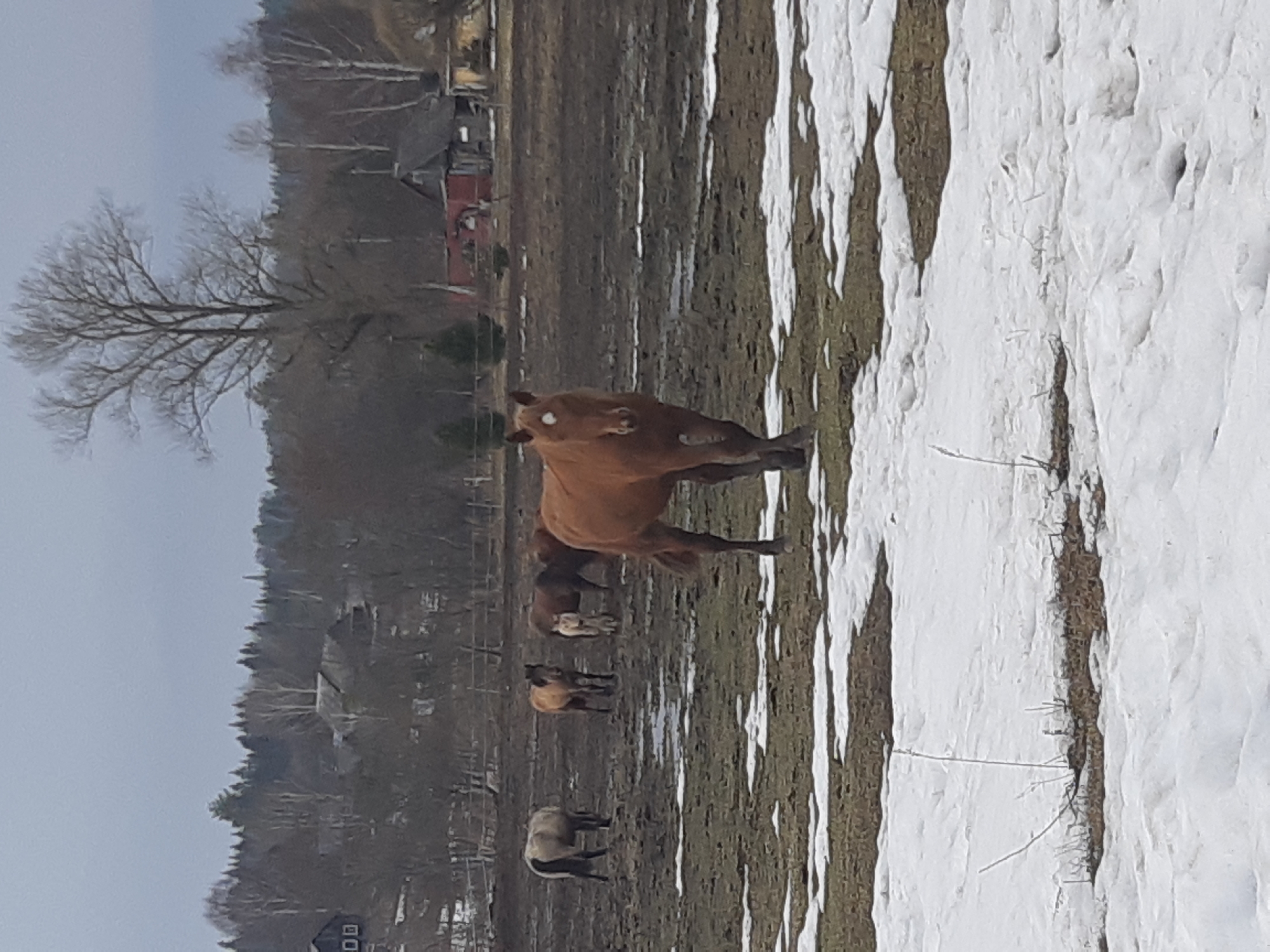 The image shows a field with patches of snow in Opary, Russia. Several horses are present in the field. In the background, there are trees and buildings. The sky is overcast.