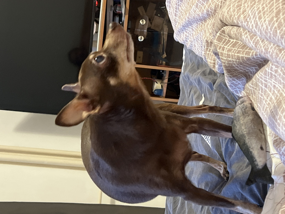 A brown miniature pinscher stands on a bed, looking upward. A plush fish toy rests on the bedding near the dog. The bedding includes a light blue wrinkled sheet and a white and tan patterned blanket. In the background, part of a dark television screen is visible, along with a shelf unit containing various objects. The dog's ears are perked, and its eyes are focused upward.