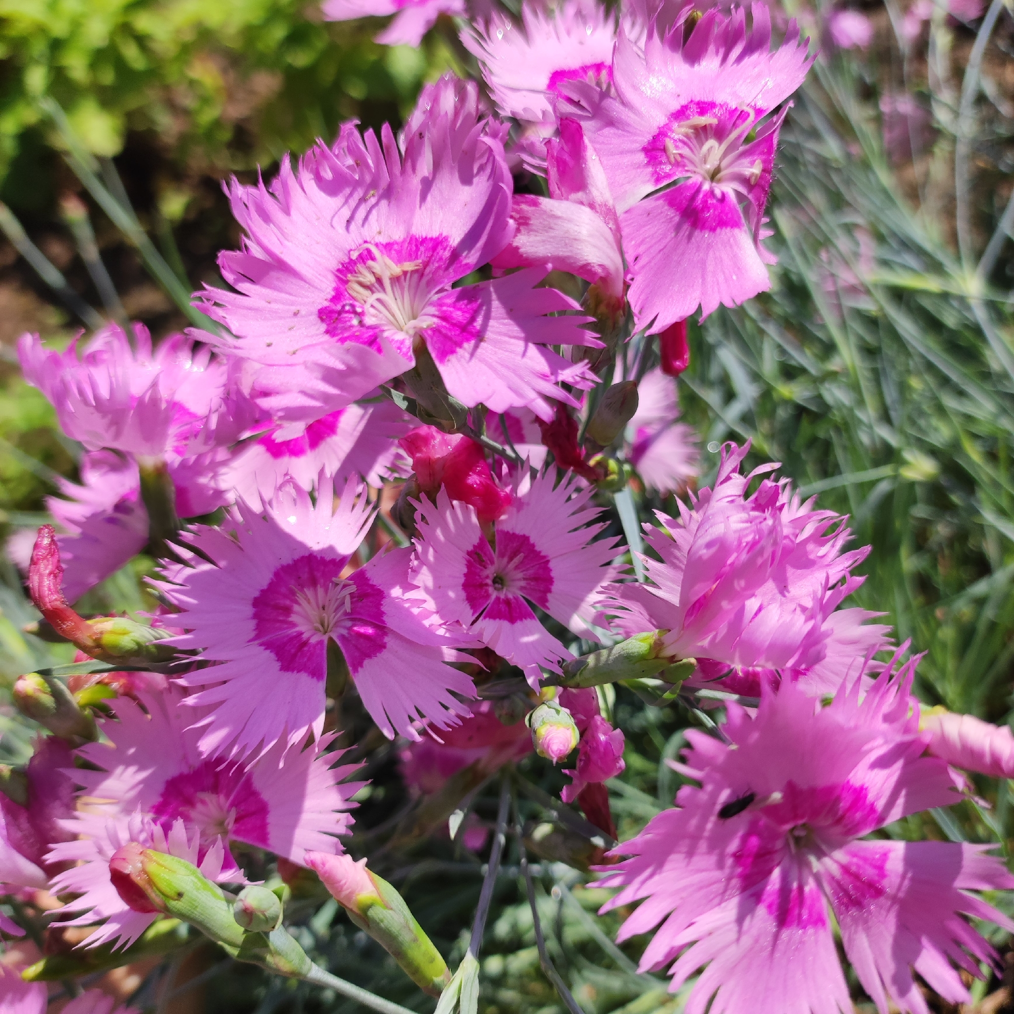 A close-up, eye-level, outdoor shot showcases a cluster of vibrant pink dianthus flowers in Navoloki, Russia. The flowers, with their ruffled petals and darker pink centers, are in various stages of bloom, some fully open and others still in bud. A tiny black insect is visible on the petals of one flower. The background is softly blurred, with hints of green foliage and brown earth, suggesting a garden setting. The lighting appears to be natural sunlight, casting soft shadows and highlighting the delicate textures of the petals. The composition is tight, focusing solely on the flowers and their immediate surroundings.