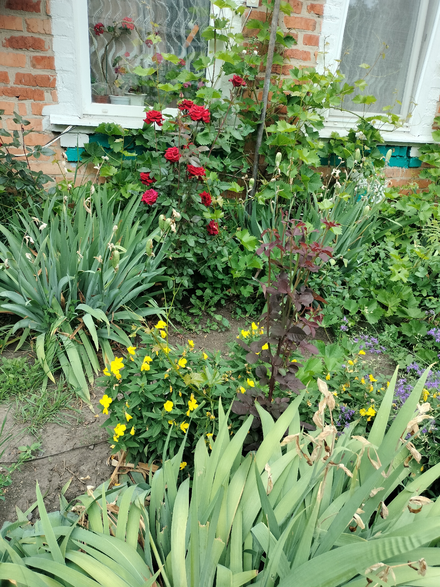 The image shows a close-up view of a garden bed next to a brick building with a white-framed window. Red roses are blooming prominently in the upper center and right of the frame. Green foliage from various plants, including what appears to be grapevines climbing the wall, fills the middle ground. In the foreground, tall, slender green leaves, possibly from irises, dominate the lower portion of the image. Smaller yellow flowers are visible interspersed with the greenery, and a plant with dark red leaves stands out in the center. The ground is covered with soil and some grass. The overall scene depicts a lush, overgrown garden with a mix of flowers and greenery against a brick and white-painted building, likely a residential structure. The scene is consistent with a garden setting in Stanychne, Ukraine.