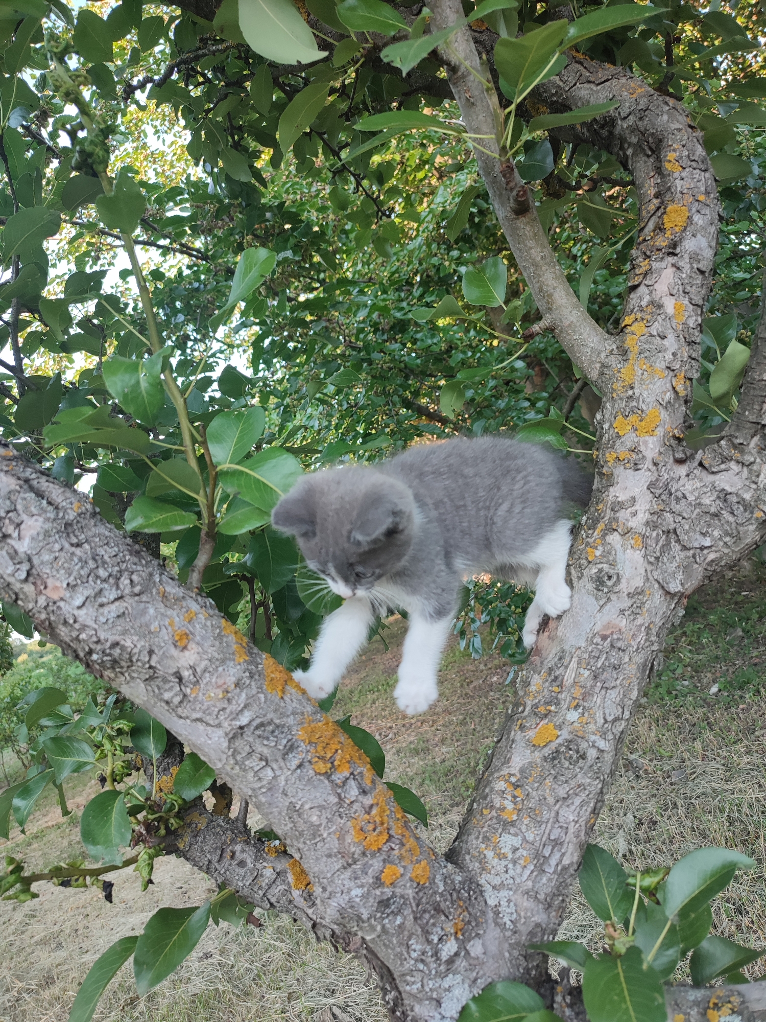 A grey and white kitten is climbing on a textured tree branch in an outdoor setting. The kitten is positioned mid-climb, with its front paws gripping the bark and its hind legs extended. It has a grey body with white paws and chest, and its head is turned downwards, focusing on its ascent. The tree branch is thick and appears old, with visible cracks and patches of yellow lichen.
The background is filled with lush green leaves, suggesting it is a tree with foliage. The leaves are a mix of light and dark green, with some areas appearing brighter due to sunlight filtering through. The overall impression is of a sunny day, given the bright lighting on the kitten and the tree. The ground beneath the tree is covered in dry, light-colored grass.
The scene evokes a sense of playful exploration and curiosity, typical of a young kitten. The location context provided is Shyshaky, Ukraine. There is no visible text in the image. The time of day appears to be daytime, likely late morning or afternoon, judging by the quality of light. The weather seems to be pleasant and clear, conducive to outdoor activity.