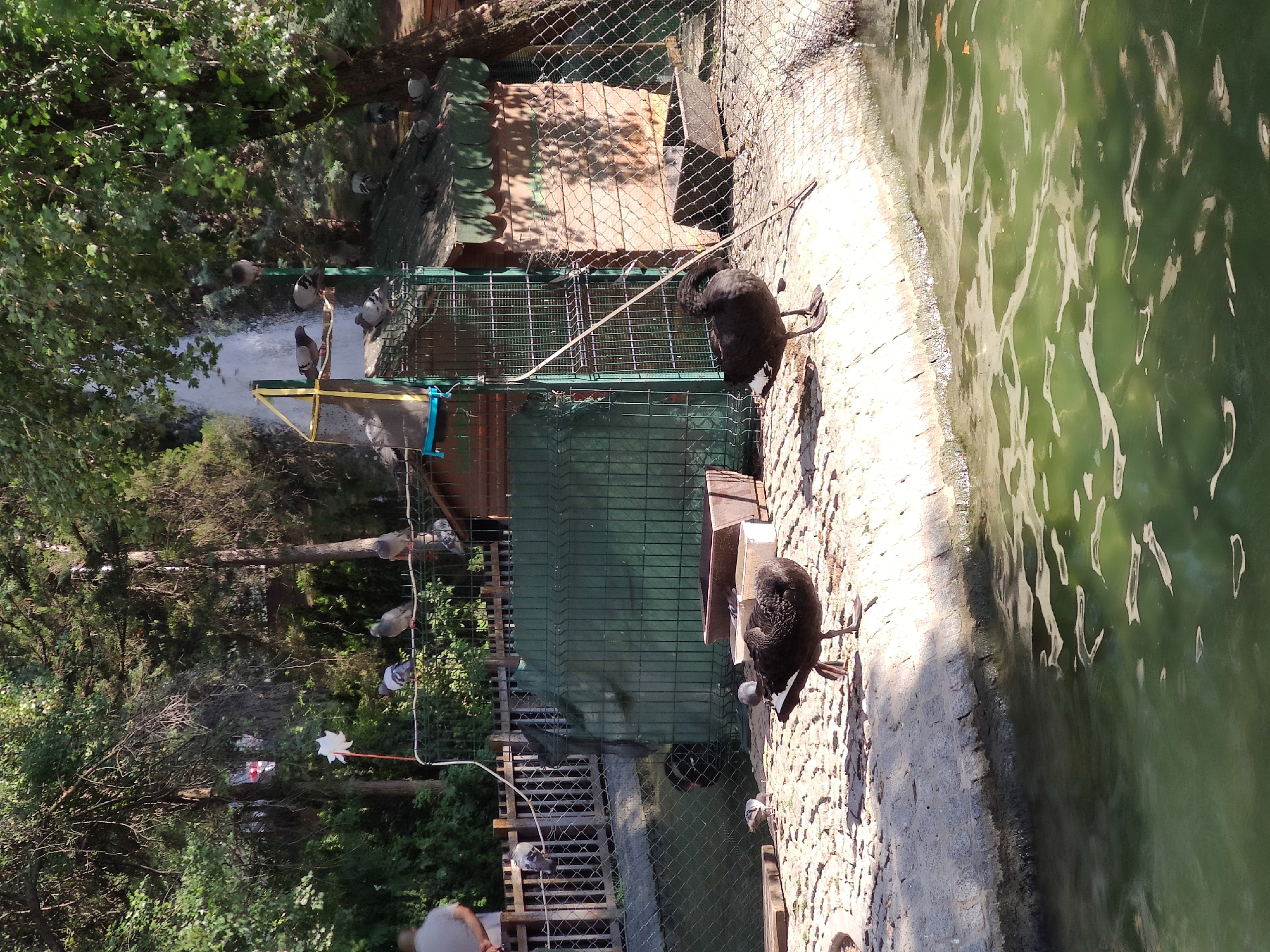 The image shows an outdoor scene with a body of water in the foreground and a fenced enclosure in the background, suggesting a park or zoo environment. Two black swans are visible on a paved area beside the water. In the enclosure, several pigeons are perched on structures and a fence. A small wooden structure, possibly a birdhouse or shelter, is situated within the enclosure. Trees and foliage surround the area, with a fountain visible in the distance, indicating a potentially decorative water feature. A person is partially visible on the left side of the image, facing away from the camera. The scene appears to be set in Ankara, Turkey, given the specific context provided.