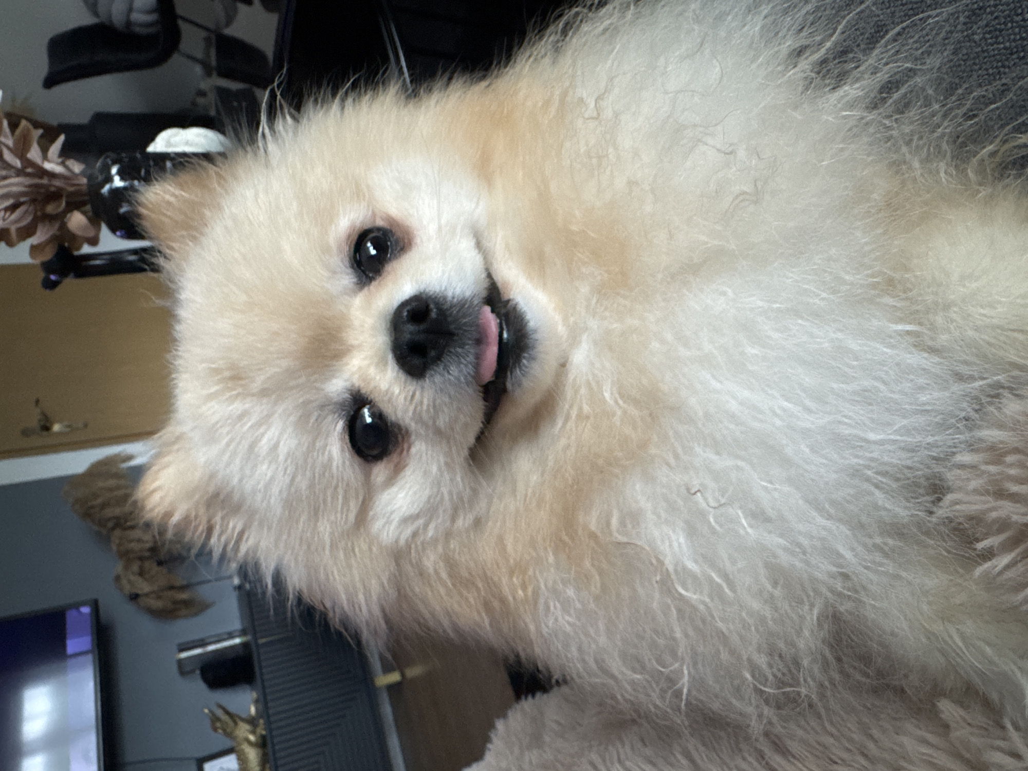 A close-up, slightly angled, indoor shot depicts a fluffy, light-beige Pomeranian dog. The dog has dark eyes, a black nose, and its tongue is slightly visible. The background shows elements of a living space. The image was taken in an unknown location. There is no evidence to suggest that the photo was taken in Bietigheim-Bissingen, Germany.