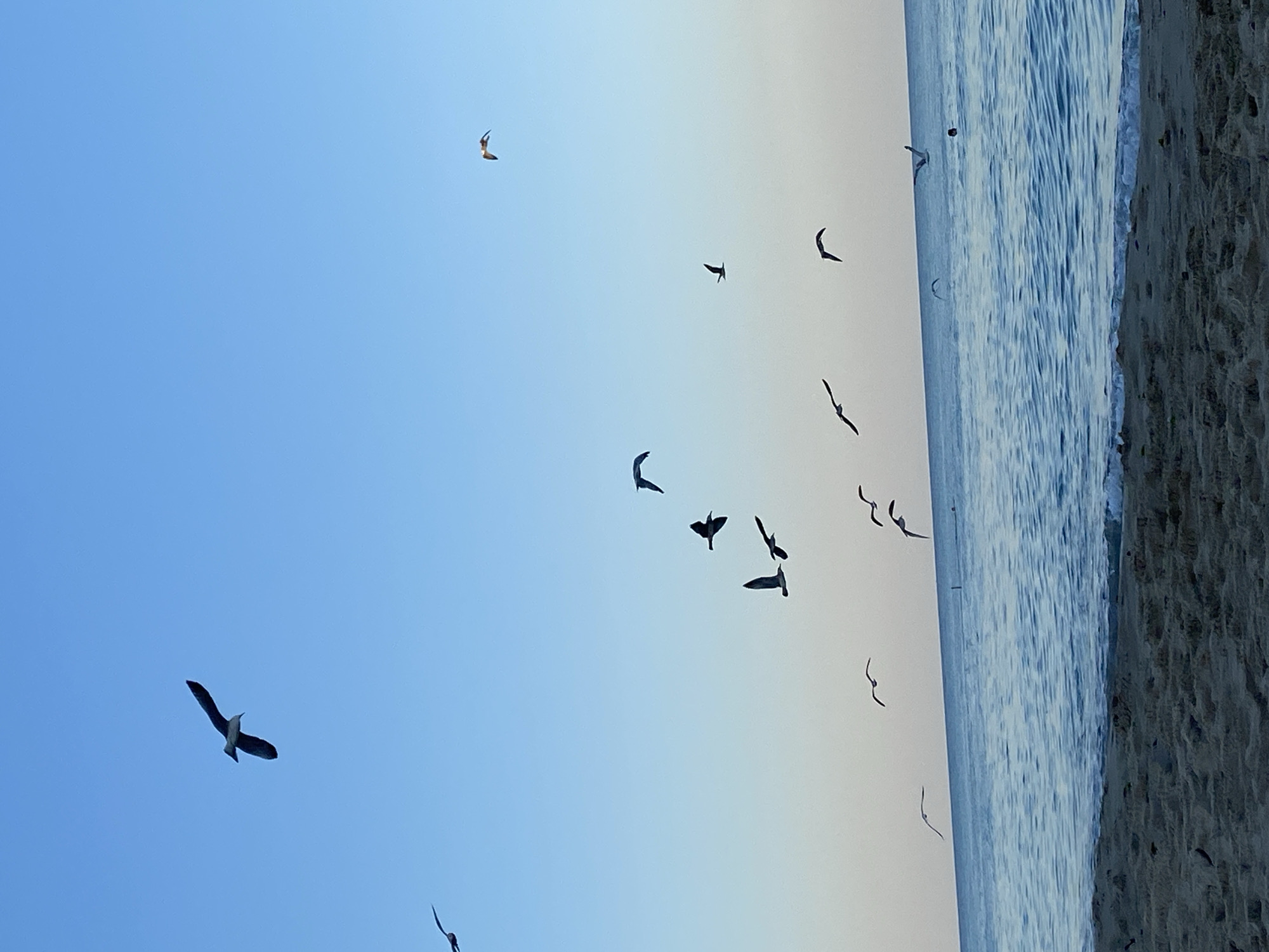 A flock of seagulls are in flight over the sea near a sandy beach. The sky is clear and blue, transitioning to a lighter shade near the horizon. The sea is calm with gentle waves. The beach is composed of sand with some debris. The image appears to be taken at Chornomorsk, Ukraine, judging by the overall coastal landscape.