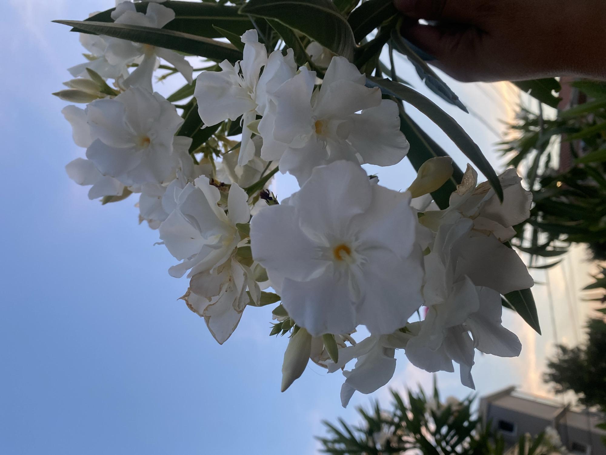 A close-up, low-angle shot captures a cluster of white oleander flowers against a bright blue sky with hints of sunset colors near the horizon. The flowers, some fully bloomed and others as buds, are the primary focus, with their delicate petals and yellow centers visible. Green, elongated leaves of the oleander plant frame the blossoms. In the background, a blurry residential building with a grey facade is visible to the left, and silhouetted trees and rooftops can be seen below the flower cluster. A human hand, holding the stem of the flower branch, is partially visible on the right side of the frame. The scene is outdoors, likely in a garden or along a street in Šušanj, Montenegro.