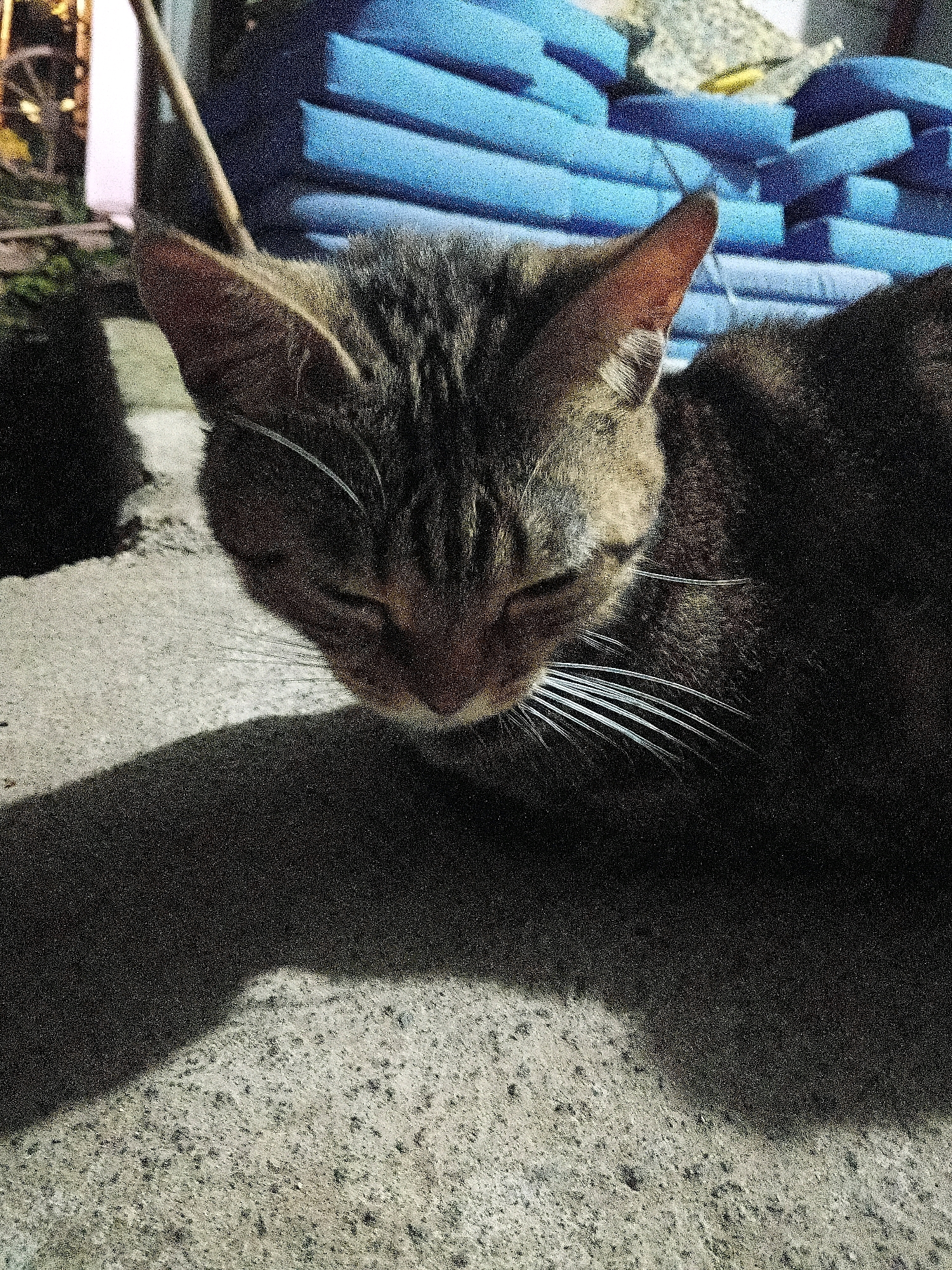 A domestic shorthair cat with brown and black tabby markings is lying on a textured, light-colored concrete surface. The cat is facing downwards with its eyes closed, appearing to be resting or sleeping. The cat's whiskers are prominent and white. In the background, a stack of rolled blue objects, possibly cushions or mats, is visible, along with a wooden pole and some dark foliage. The scene is lit by what appears to be natural light, casting a shadow of the cat onto the concrete. The image is grainy and has a slightly vintage feel. The location is identified as Cikal, Indonesia.