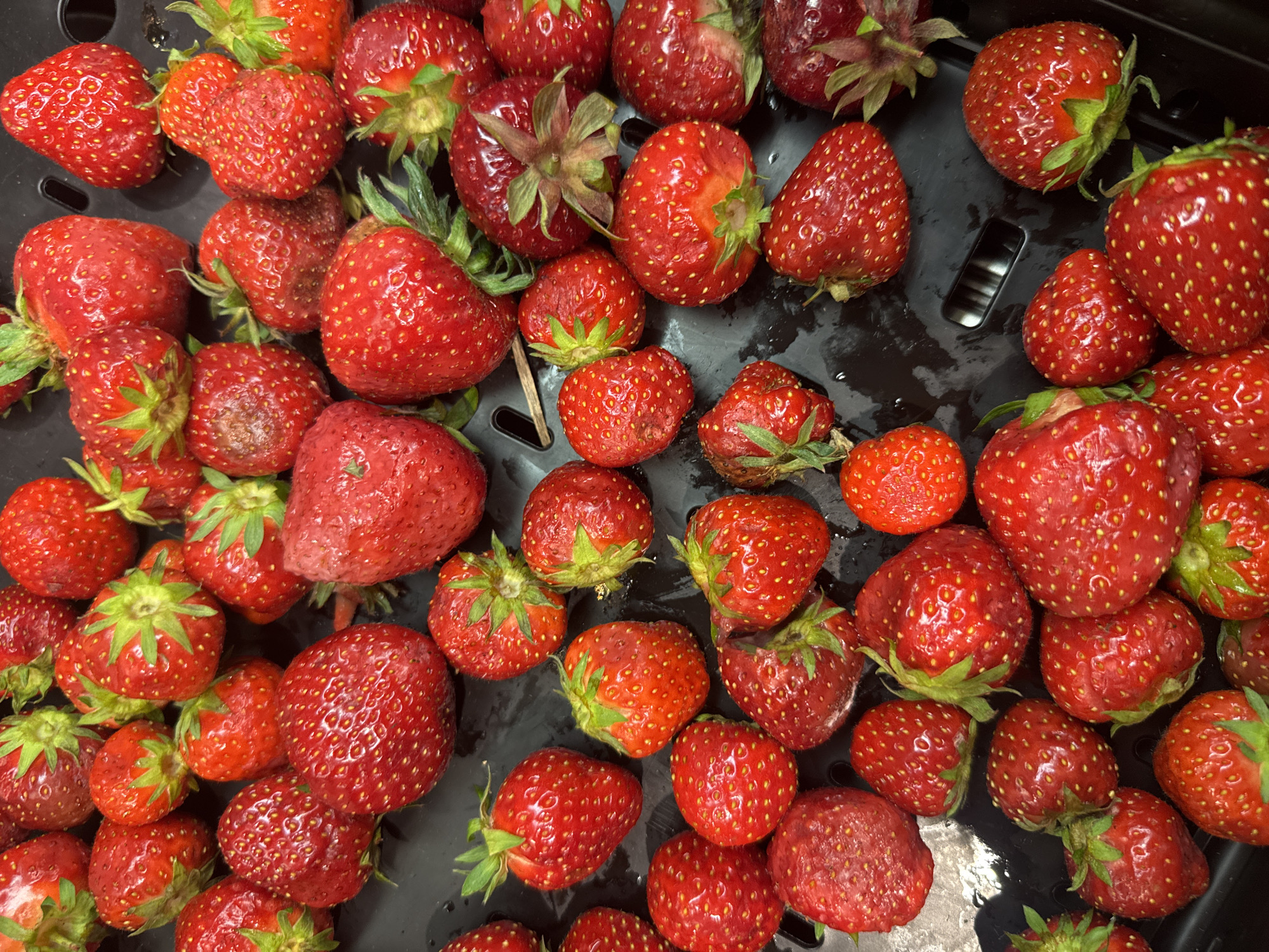 A high-angle, close-up shot displays a large quantity of fresh, ripe strawberries filling the frame. The strawberries are predominantly a vibrant red color, with some showcasing hints of green from their stems and calyxes. The texture of the fruit is varied, with some appearing smooth and glossy, while others show a more textured surface with visible seeds. The arrangement is dense, with strawberries overlapping and packed closely together, suggesting they are in a container or on a surface. The lighting appears natural, casting subtle shadows that highlight the contours of the fruit. There are no people or discernible environmental elements of a city in this image.