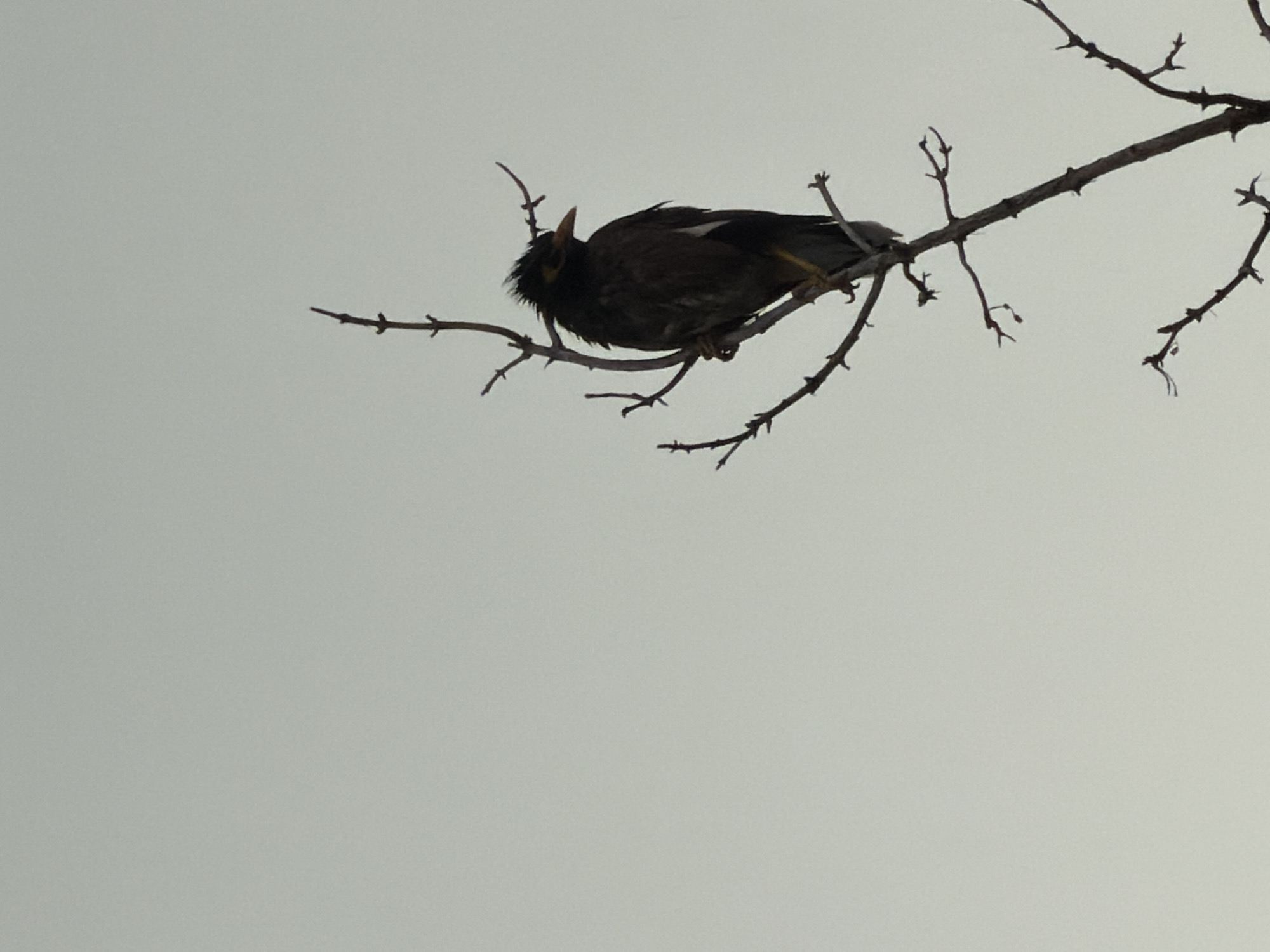 A bird is perched on a bare tree branch against a pale, overcast sky. The bird, silhouetted against the light, appears to be a myna, with dark plumage and possibly some lighter markings on its wings. It is hunched over, with its head slightly raised and beak open, as if vocalizing or panting. The tree branch is thin and twiggy, with no leaves, suggesting it is either winter or the tree is dormant. The overall scene is stark and somewhat melancholic, with the muted light and the solitary bird on the branch. The location context of Chirchik, Uzbekistan, might imply a colder season, consistent with the leafless branches. There is no visible text in the image.