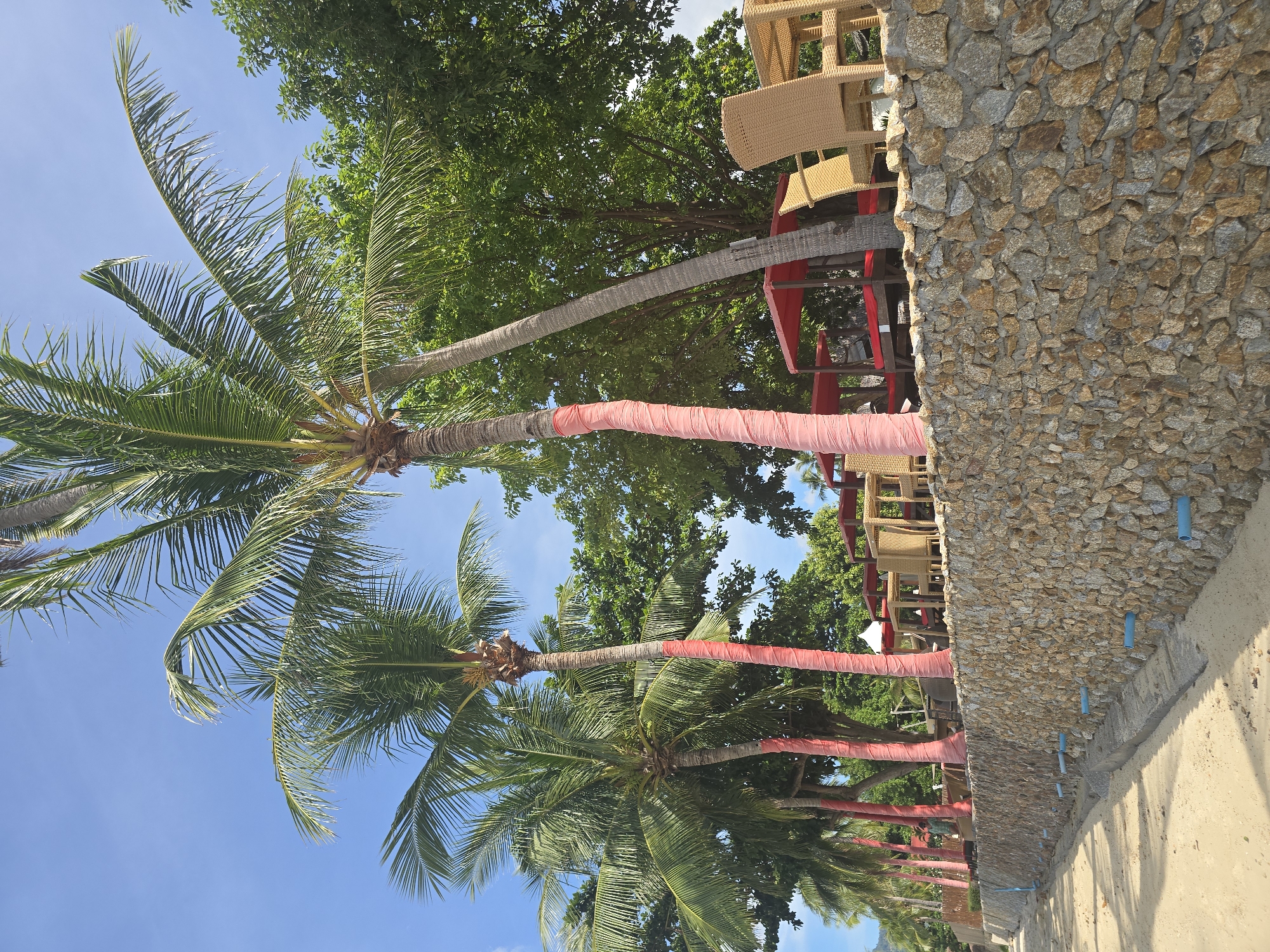 The image depicts a beach scene in Baan Chaweng Noi, Thailand, on a clear day with a bright blue sky. In the foreground, a sandy beach stretches to the left, meeting a textured stone wall. This wall, constructed from various-sized rocks, supports a raised area behind it. Emerging from the top of the wall are several tall palm trees, their trunks wrapped in pink fabric for about a third of their visible height. Behind the palm trees, a row of outdoor seating is visible, consisting of wicker chairs and tables, some with red canopies. Lush green trees form a dense backdrop behind the seating area. The overall scene suggests a tropical resort or dining area situated along a coastline.