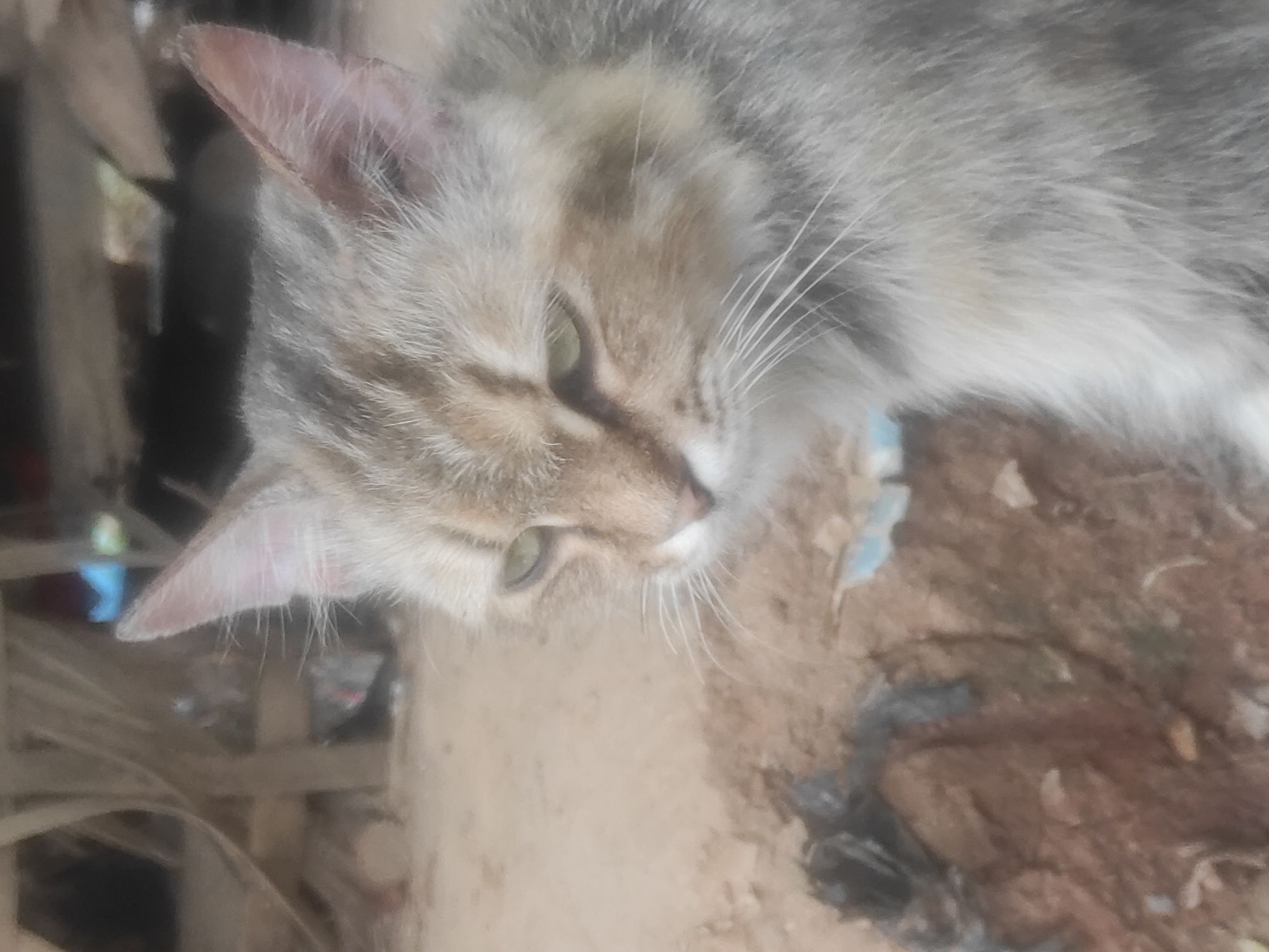 A medium shot captures a tan and grey tabby cat with green eyes, its gaze averted to the left of the frame. The cat is positioned in the foreground, with its head and upper torso visible. The background is out of focus and appears to be an outdoor, natural setting, possibly in Lhokseumawe, Indonesia. The ground is composed of dirt and scattered debris, including what looks like a piece of black plastic. In the blurred background, elements suggestive of a dilapidated structure or an outdoor storage area are visible, with wooden planks and indistinct objects. The lighting is dim, contributing to the overall subdued atmosphere of the image.
