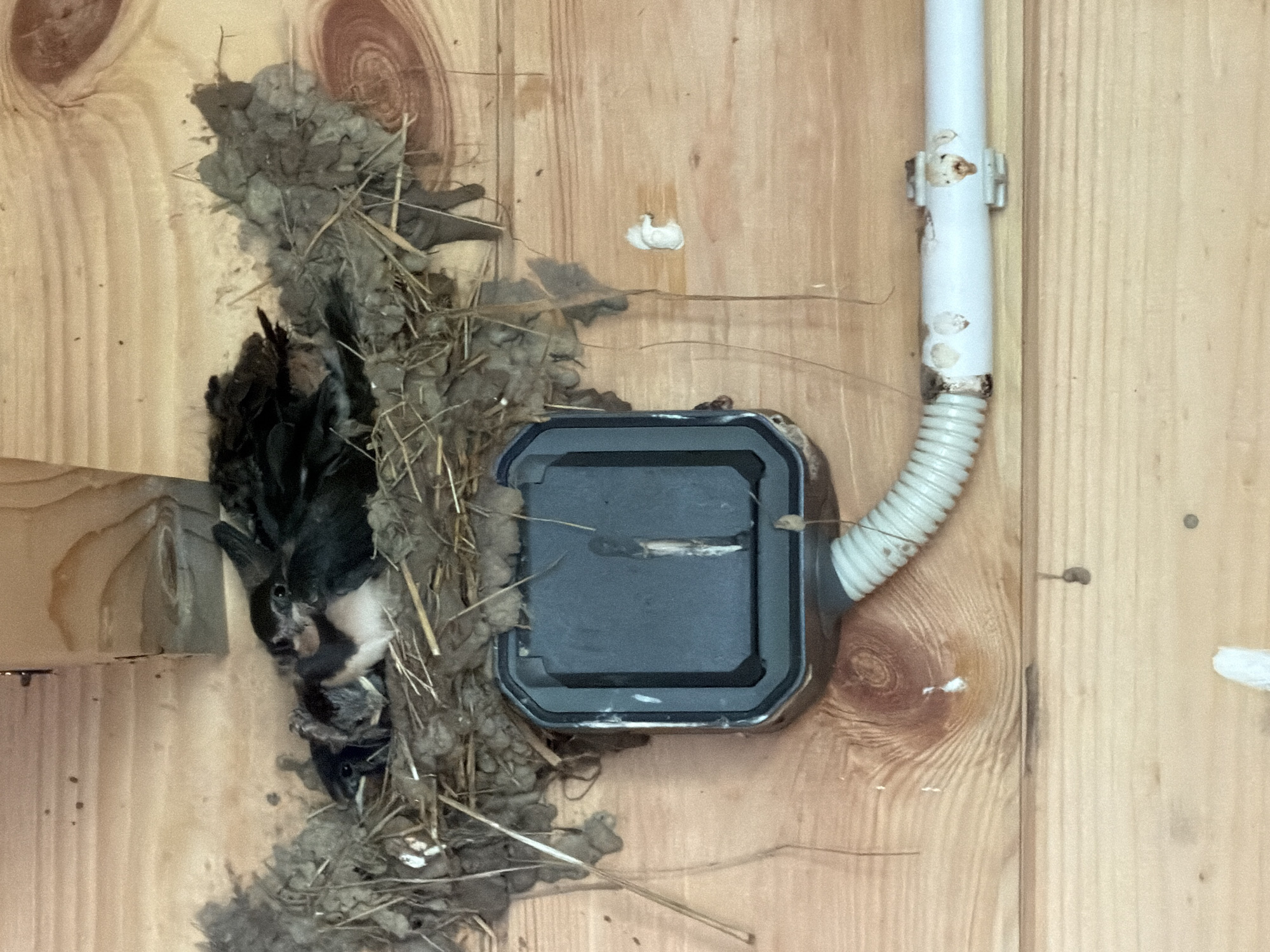The image shows a close-up view of a bird's nest constructed from mud, straw, and possibly other natural materials. The nest is built on a wooden surface, likely the side of a building, in Vārpas, Latvia. Several young birds, appearing to be swallows, are nestled within the nest. One bird is partially visible, with dark feathers and a white chest. The nest is situated above a dark, square electrical junction box, from which a white, corrugated conduit extends horizontally to the right. The wooden surface exhibits a natural wood grain pattern and appears to be unfinished. There are some white splatters, possibly paint or bird droppings, on the wood and the conduit. The overall scene depicts a natural setting interacting with human infrastructure.
