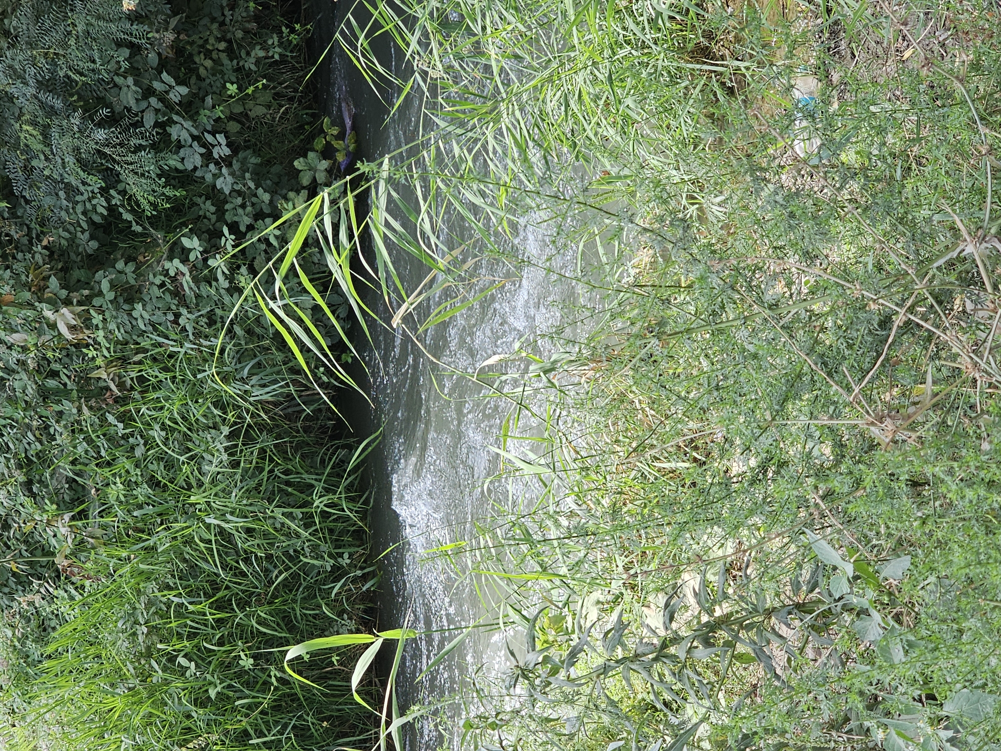 The image depicts a narrow, fast-flowing stream bordered by dense green vegetation on both sides. The water is murky and appears to be agitated with ripples and small waves, suggesting a moderate current. Tall grasses and reeds line the banks, with some of these plants extending over the water's surface. In the background, the vegetation is thicker and more varied, featuring a mix of leafy plants and taller grasses. The scene is set outdoors, likely in a natural or semi-natural environment within the city of Özgön, Kyrgyzstan. No people or specific man-made structures are visible. A discarded plastic bottle is partially submerged on the right bank, near the water's edge, partially obscured by the vegetation.