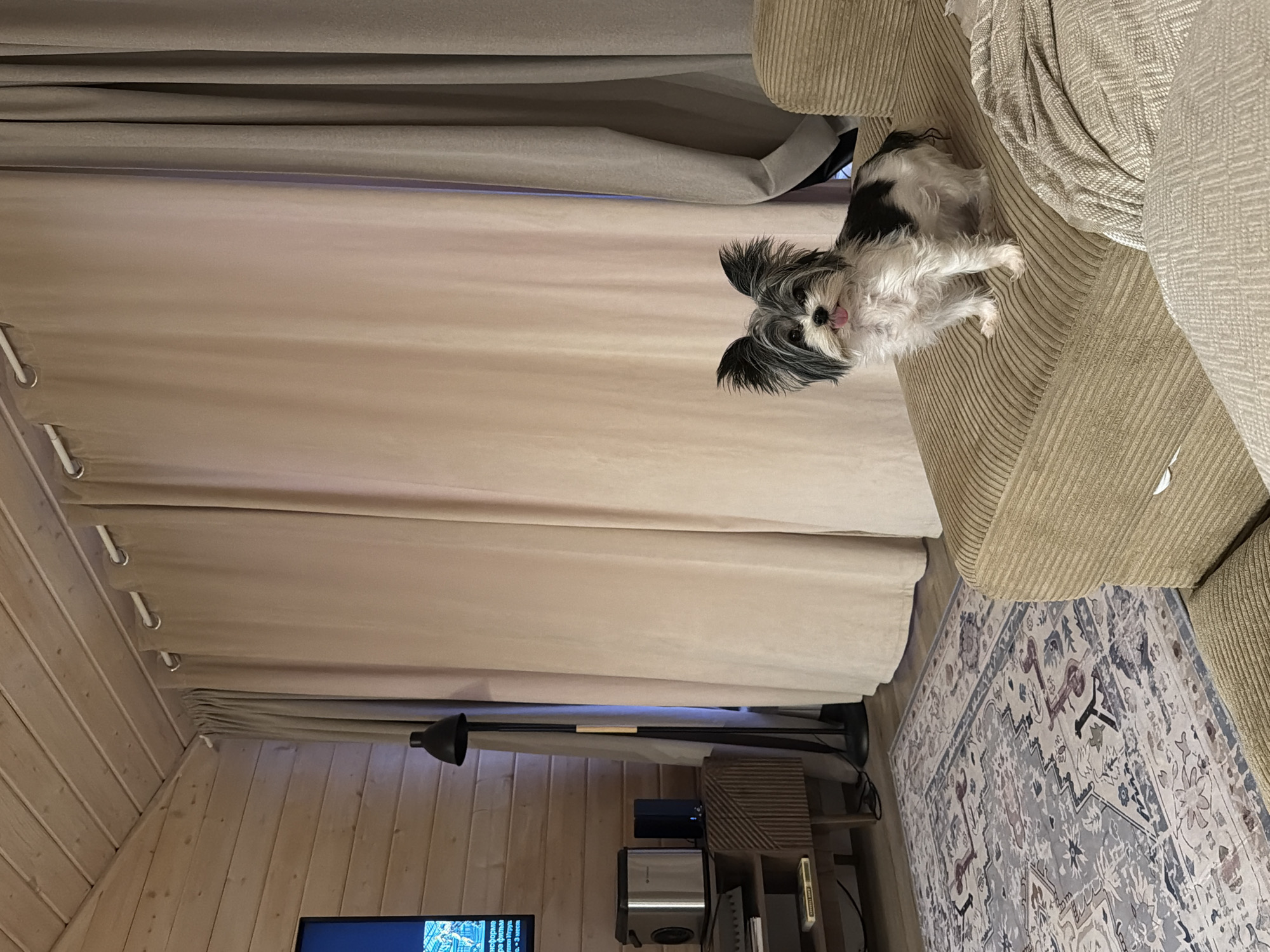 A small, black and white dog with upright ears is sitting on a tan corduroy sofa in a room with wood-paneled walls and a sloped ceiling. The dog is facing forward, with its tongue slightly out. Behind the dog are large, floor-to-ceiling curtains. To the left of the dog, a floor lamp with a black shade is visible, along with a media console and a television screen. A patterned rug covers the wooden floor in front of the sofa. The scene appears to be an indoor living space.