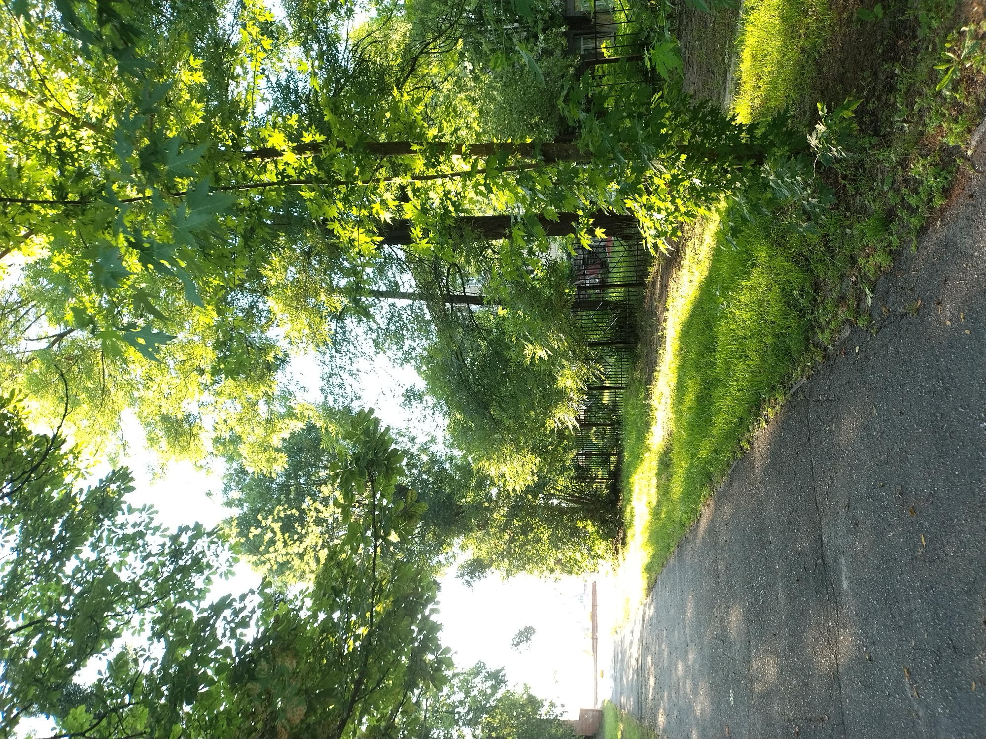 The image depicts a sun-drenched pathway bordered by lush green trees and a black metal fence, suggesting a park or residential area in Ivankiv, Ukraine. The sun casts a warm, dappled light through the leaves of the trees, illuminating the grassy verge and the asphalt path. The time of day appears to be late afternoon or early evening, given the long shadows and the golden hue of the sunlight. There are no people or active events depicted; the scene is tranquil and natural. The pathway is cracked and worn, indicating it has been in use for some time. The vibrant green of the grass and foliage suggests a temperate season, likely summer or late spring. The overall mood is peaceful and serene, with the sunlight creating a welcoming and inviting atmosphere. The backdrop features more trees and hints of buildings beyond the fence, implying a suburban or semi-rural setting. No text is visible in the image.