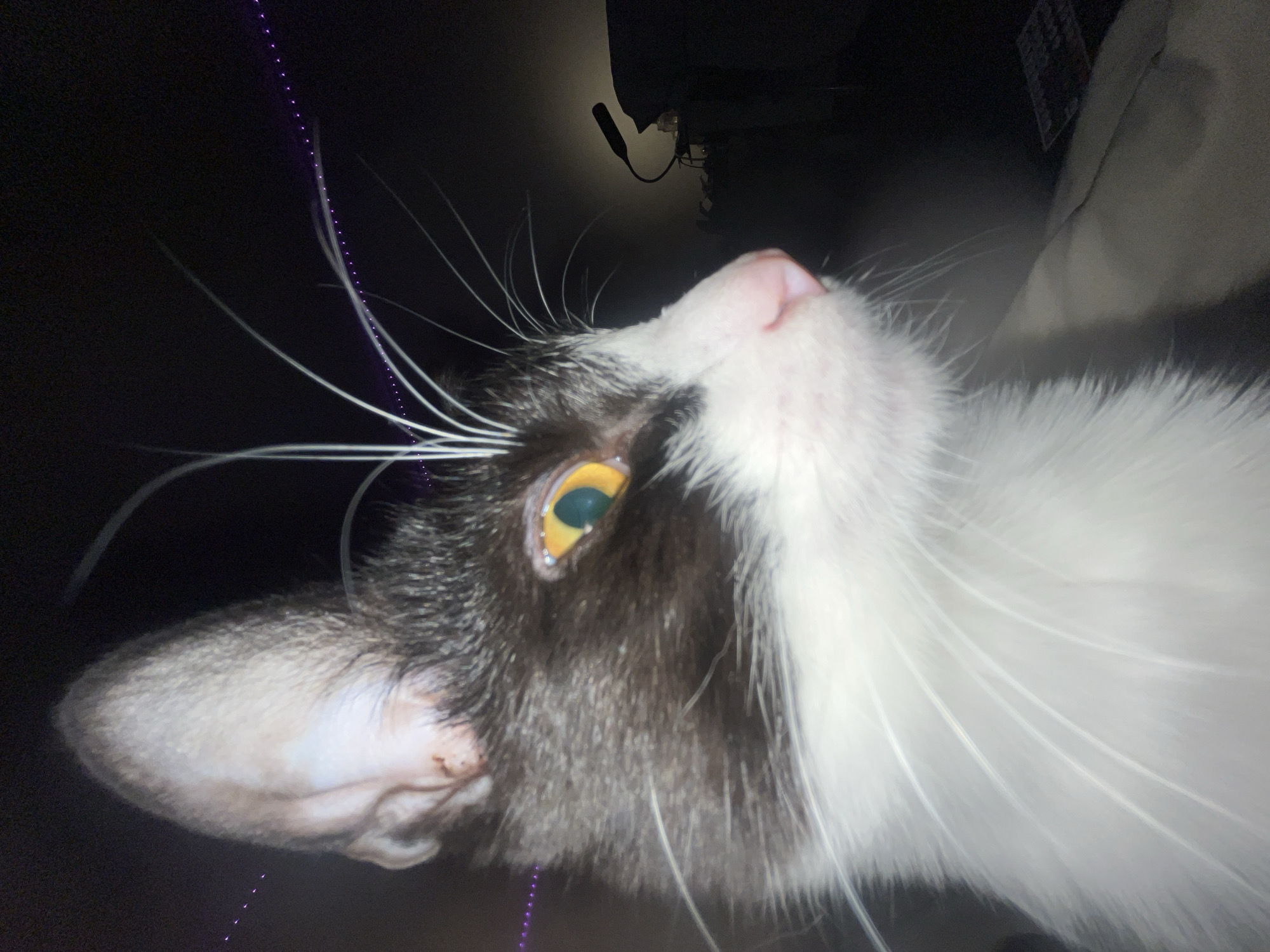 A close-up, low-angle shot depicts a black and white cat looking upwards. The cat has a pink nose and yellow eyes. The background is dark and indistinct, with some blurred shapes. A thin purple line of light appears across the left side of the frame. There is no evidence to suggest the location is in Saint Petersburg, Russia.