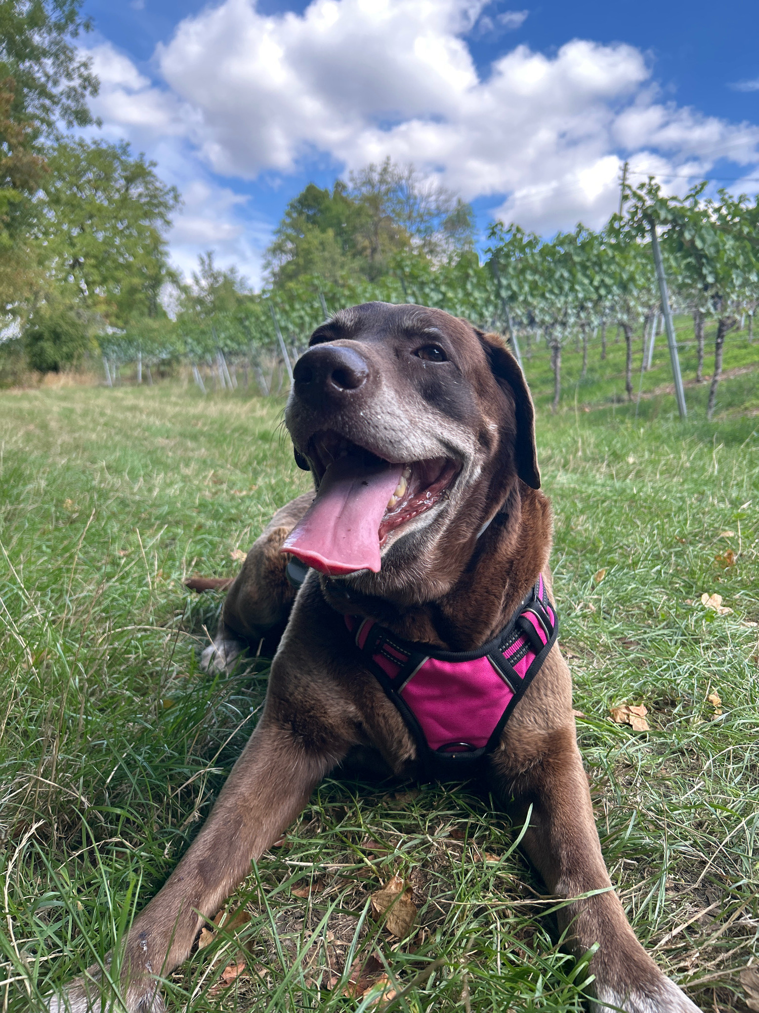A chocolate-colored Labrador dog wearing a pink harness lies in lush green grass, its mouth open and tongue hanging out. The dog is positioned in the lower half of the frame, facing slightly to the left with its head tilted up towards the sky. In the background, a vineyard stretches across the scene, with rows of grapevines supported by stakes. Beyond the vineyard, a line of trees with green foliage is visible against a bright blue sky dotted with fluffy white clouds. The lighting suggests it is daytime.