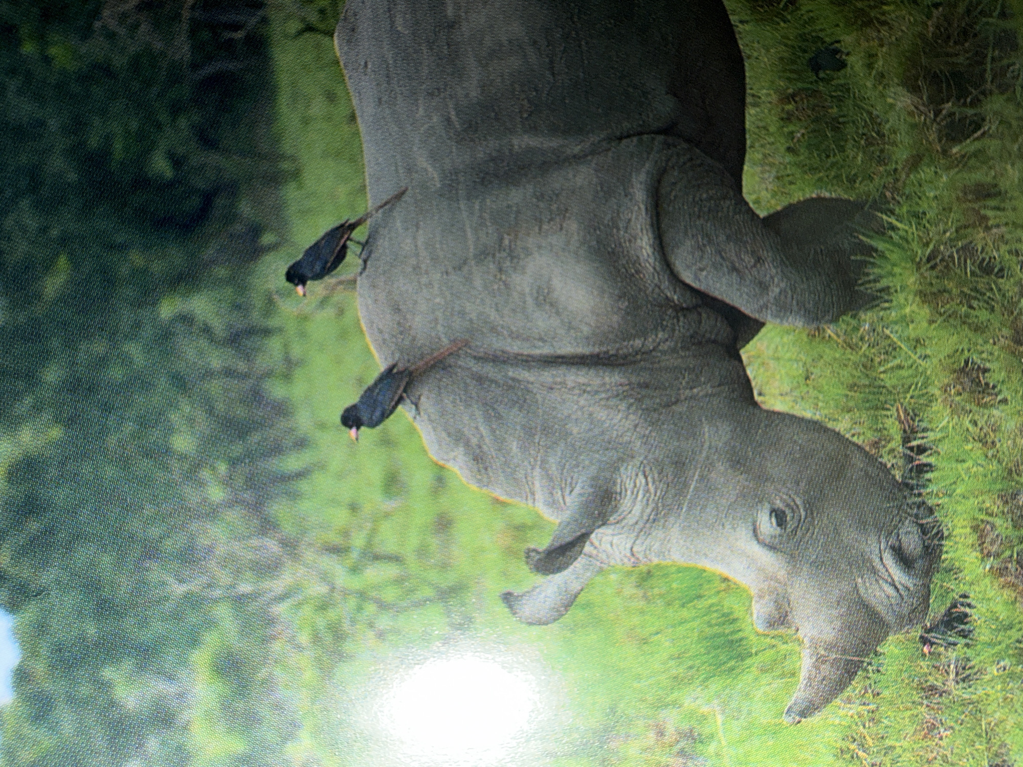 The image shows a poster or print depicting an African rhino in a natural habitat. Two black birds with reddish beaks are perched on the rhino's back. The background features green vegetation suggesting a grassy plain. The image is indoors, with lighting reflections visible on the surface of the poster. There's no information to suggest the image is taken in London.