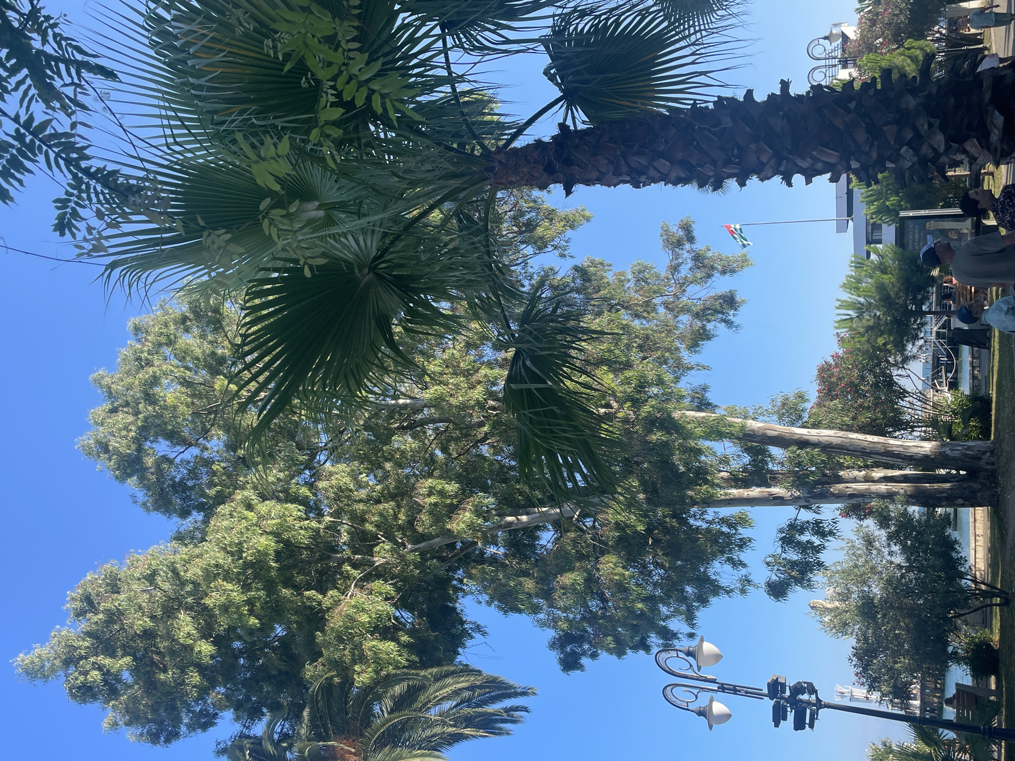 The image depicts a sunny day in Sokhumi, Abkhazia, with a clear blue sky. In the foreground, a large palm tree dominates the right side of the frame, its textured trunk and fronds creating a dense shadow. To the left, a tall eucalyptus tree with distinctive white and grey bark stands prominently, its branches reaching upwards. A street lamp with two curved lights is visible on the left side of the image.
In the mid-ground, a flag of Abkhazia flies from a flagpole, positioned in front of a white building. The flag, with its horizontal green and white stripes and red canton containing a hand symbol, is a clear indicator of the location. Several other trees and some flowering bushes are scattered throughout the scene, adding to the lush, park-like atmosphere.
Further in the background, glimpses of water and a pier or boardwalk can be seen, suggesting a waterfront location, likely along the Black Sea coast. The presence of several people, some standing and observing, others walking, indicates a public area. The overall impression is one of a peaceful, pleasant day in a city park by the sea.