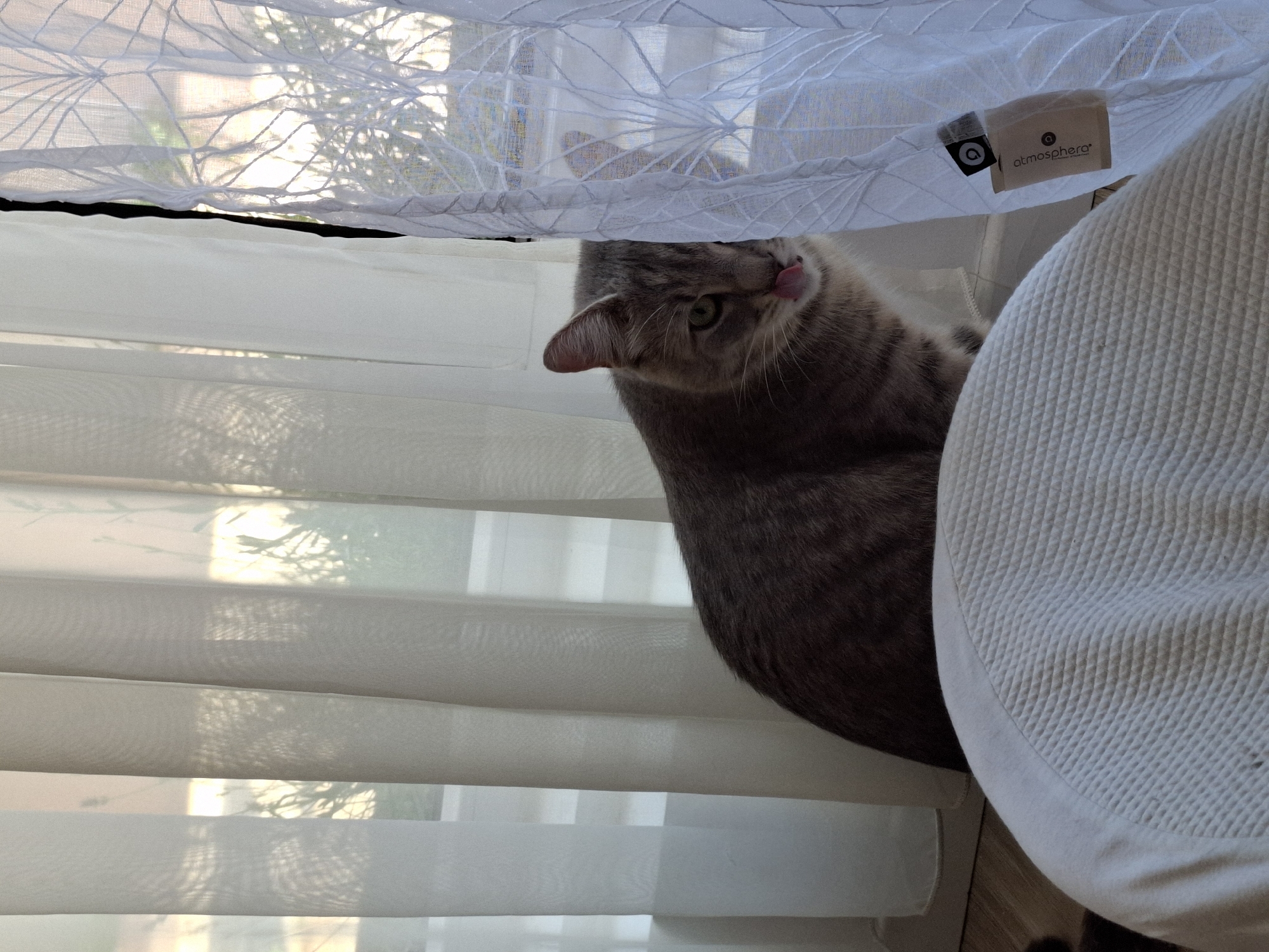 The image displays an indoor scene featuring a domestic cat partially concealed behind sheer white curtains, positioned in front of a window. The cat, with grey and brown tabby markings and green eyes, is visible from its head to upper chest. It is looking directly towards the viewer with its tongue slightly extended, licking its lips. The left side of the cat is partially obscured by a translucent, plain white sheer curtain, while its right side is positioned to the left of a second, more textured sheer white curtain.
The rightmost curtain features an elaborate, repeating geometric pattern resembling stylized leaves or branches. A small, rectangular, brown tag bearing the word "atmosphera" and a circular logo is attached to this patterned curtain, hanging in the lower right quadrant. Behind the curtains, a window allows natural light to enter, creating a soft, diffused illumination and revealing faint, blurred silhouettes of outdoor foliage. In the immediate foreground, occupying the bottom center and left of the frame, is the curved top edge of a white object, likely a piece of furniture or a pet bed, characterized by a textured, possibly waffle-knit, surface pattern. A narrow strip of light-colored flooring is visible between the base of the curtains and the foreground object. The specific geographical location within the city of Zemun Urban Municipality, Serbia, cannot be determined from the visual information present in the image.