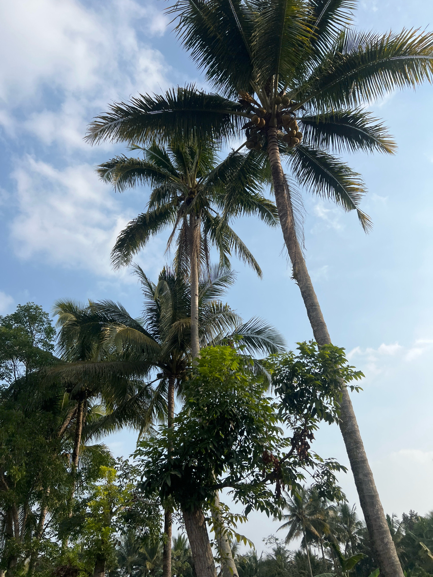 The image captures a clear, bright sky with scattered white clouds, looking up through a dense canopy of palm trees. Several mature coconut palms are prominent, their fronds reaching towards the sky. One tree on the right is particularly tall and slender, leaning slightly. Another palm tree in the center bears a cluster of green coconuts. Lush green foliage from other trees and vegetation fills the lower portion of the frame, creating a tropical environment. The overall scene is indicative of a rural or natural landscape, possibly a plantation or a garden within Wukirsari, Indonesia, given the presence of coconut trees and the abundant greenery. There are no people or animals visible in the image.