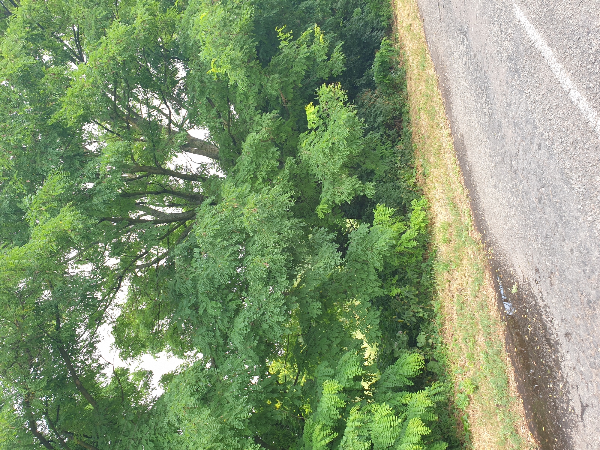 An outdoor, eye-level, wide shot depicts a roadside area with lush green foliage and a paved surface in Lozovyi Yar, Ukraine. The majority of the frame is occupied by a dense, vibrant green tree with a thick canopy of compound leaves. The leaves are small and oval-shaped, creating a feathery appearance. The tree's branches are intricate, with some lighter-colored bark visible on the trunk.
To the right of the tree, a gray asphalt road is visible, stretching into the distance. The road has a white line painted on its right side, indicating a lane marker. The edge of the road is bordered by a strip of dry, yellowed grass and some scattered green vegetation. A small puddle of dark water is present on the grass near the road's edge, reflecting the sky. The background behind the tree is a bright, overcast sky. No people or animals are visible in the scene. The overall impression is one of a rural roadside setting, possibly after a rainfall, with abundant vegetation.