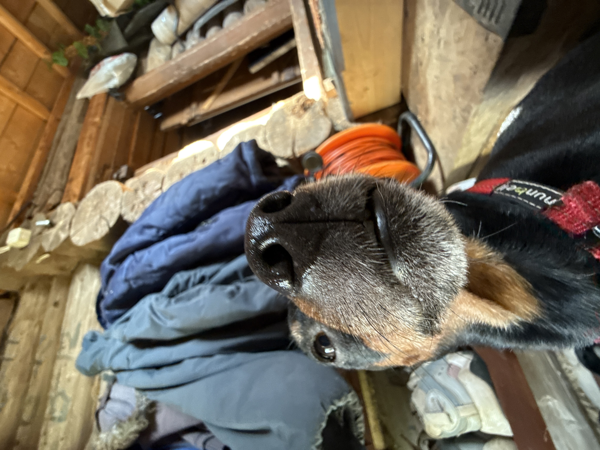 A close-up, low-angle shot shows the snout of a black and tan dog, its nose prominently centered. A red collar with white lettering is visible around its neck. The dog is lying on a pile of folded clothes, including blue jackets. In the background, the interior of what appears to be a rustic wooden structure is visible, with logs and various stored items on shelves. Orange coiled cable and a metallic container are also visible in the background. There is no indication of the location being Nizhnyaya Chermoda, Russia in the image.