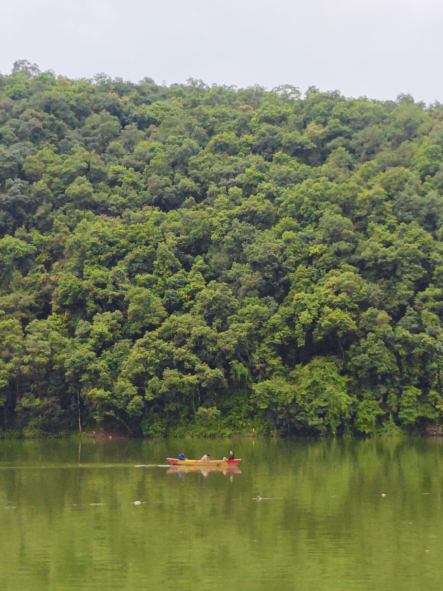 The image depicts a serene natural landscape, likely at Phewa Lake in Pokhara, Nepal. A lush, green hillside densely covered with trees forms the backdrop, meeting the calm, greenish water of the lake. In the foreground, a small yellow boat with two individuals is visible, actively paddling across the water. The sky is overcast, casting a soft, diffused light over the scene. The reflections of the trees and the boat are clearly visible on the lake's surface, contributing to the tranquil atmosphere.