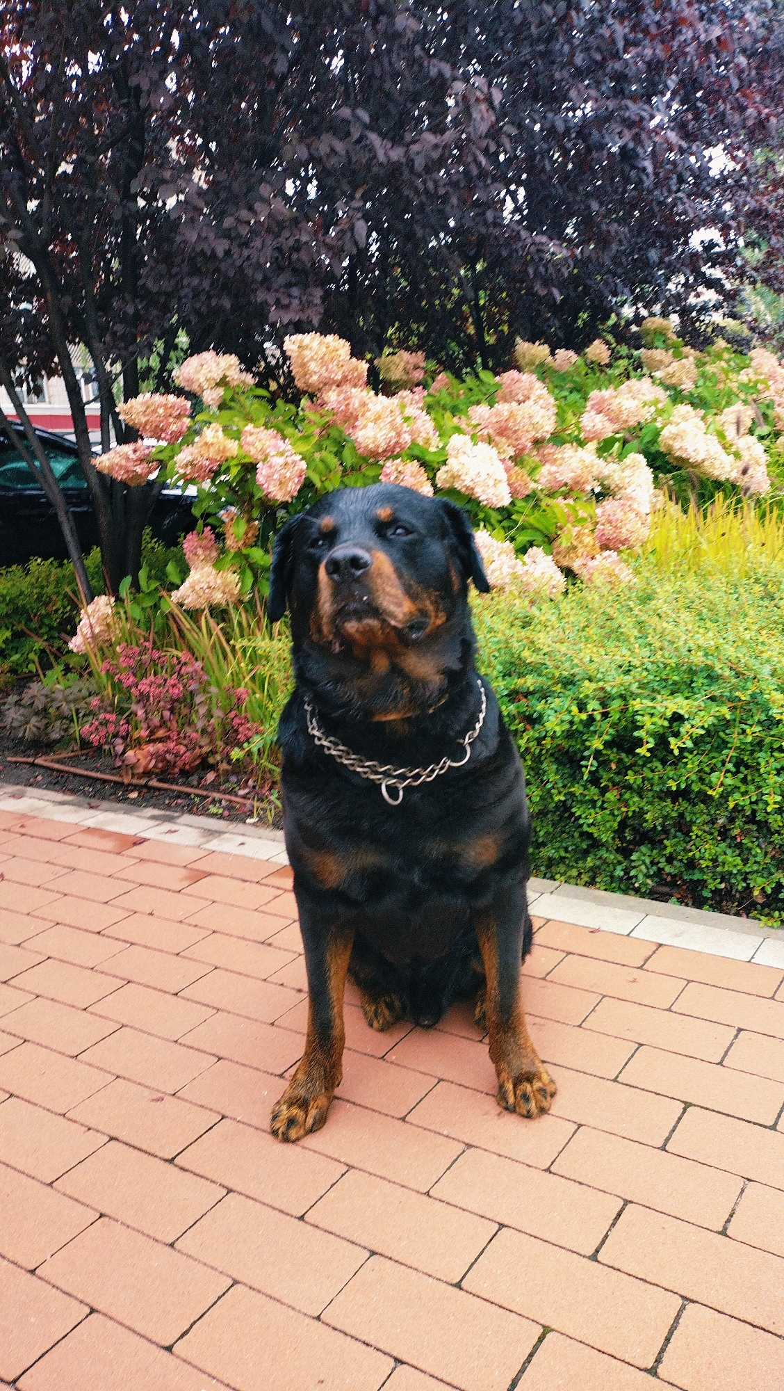 A Rottweiler dog wearing a silver chain collar sits on a reddish-brown brick patio. Behind the dog, there are hydrangeas in bloom, with large clusters of pale pink and white flowers. Dark purple-leaved trees form a backdrop to the flowers, and further back, a hint of a building can be seen. Green bushes and some red-leafed plants are also visible in the garden area. The scene appears to be outdoors in a garden setting, possibly a residential area or park in Horishni Plavni, Ukraine.