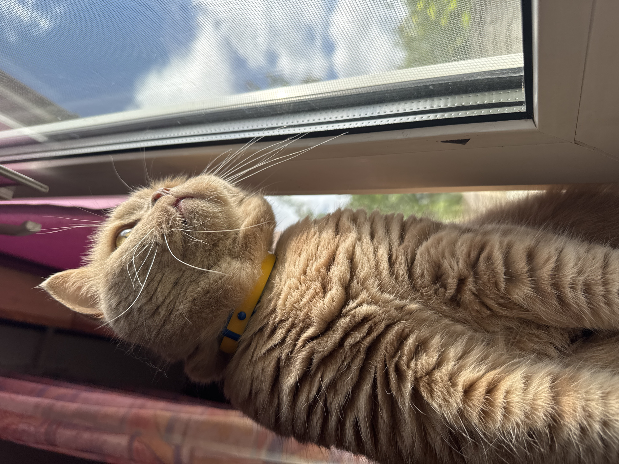 A ginger cat wearing a yellow and blue collar sits on a windowsill, looking out a window at the sky. The cat's fur is thick and fluffy, and its eyes are wide and attentive. The window is covered with a screen, and through it, a bright blue sky with white clouds can be seen. The curtains in the background are a deep pink color. The scene appears to be indoors, with the windowsill being the primary resting place for the cat. There are no people or other animals visible in the image.