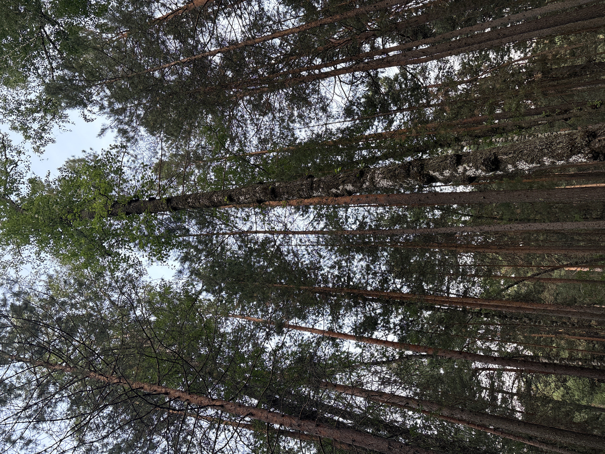 This is a low-angle, outdoor shot of a dense forest canopy in Krasnoyarsk, Russia. The image is oriented vertically, with the camera pointed upwards towards the sky. The scene is dominated by tall, slender trees, predominantly pines, with some deciduous trees interspersed. Their branches and needles create a complex network, obscuring much of the sky, which appears overcast or hazy. The lighting suggests it is daytime, possibly late afternoon or early morning, given the diffused light and lack of harsh shadows. The overall mood is one of natural tranquility and the quiet solitude of a forest. There are no people or discernible man-made objects in the frame. The textures of the tree bark and the varying shades of green and brown foliage are prominent details. The visual perspective emphasizes the height and density of the forest, creating a sense of being immersed within the trees.
