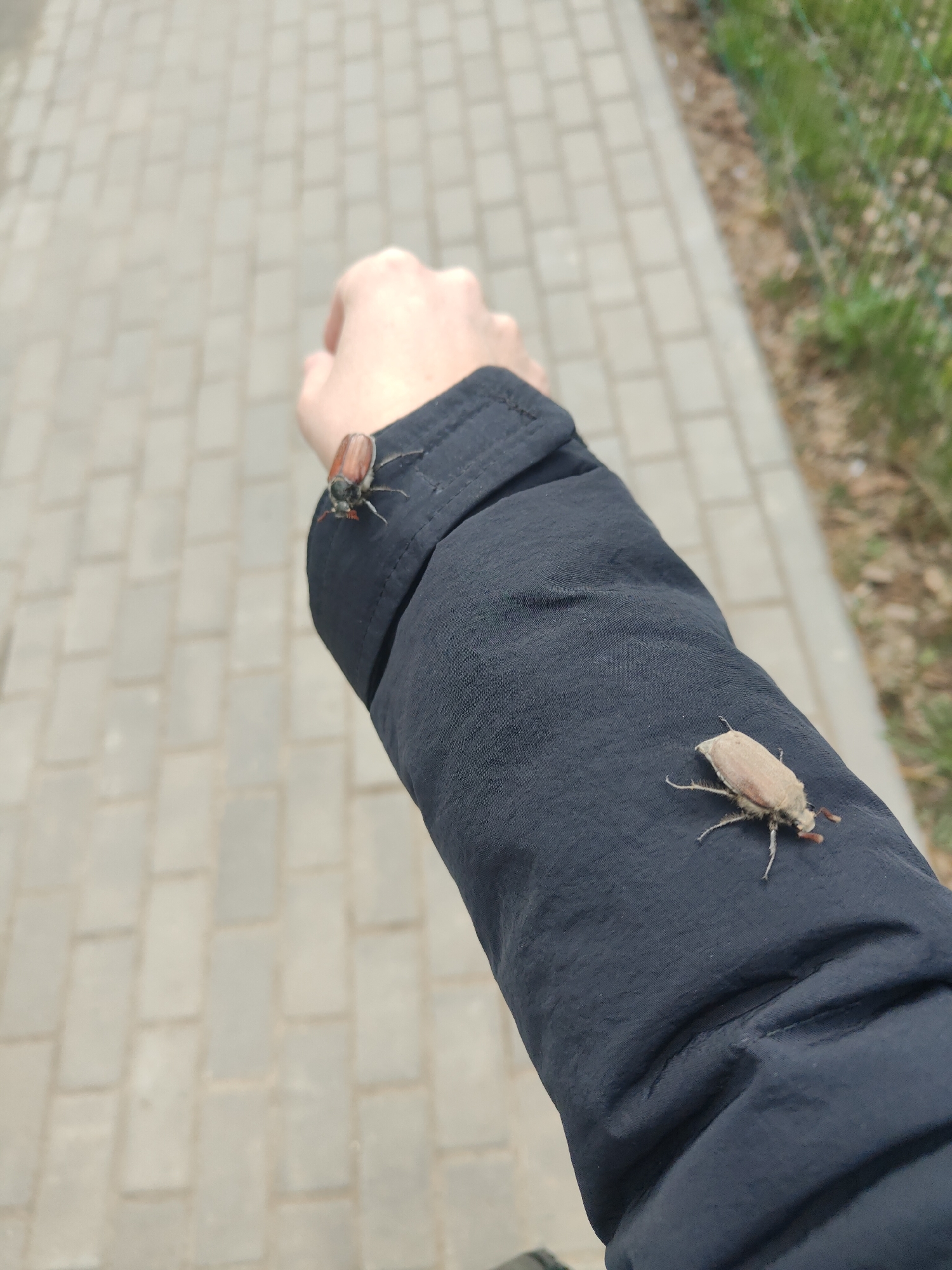 A close-up shot depicts a person's arm covered in a black jacket, with two cockchafer beetles perched on the fabric. The background shows a paved walkway composed of rectangular grey blocks and a strip of greenery with a metal fence. The location is most likely Chaikovsky, Russia. The beetles are of different colors; one is brown with a reddish head, while the other is a light tan or beige color. They are both facing different directions. The shot is from a slightly elevated angle, looking down on the arm.