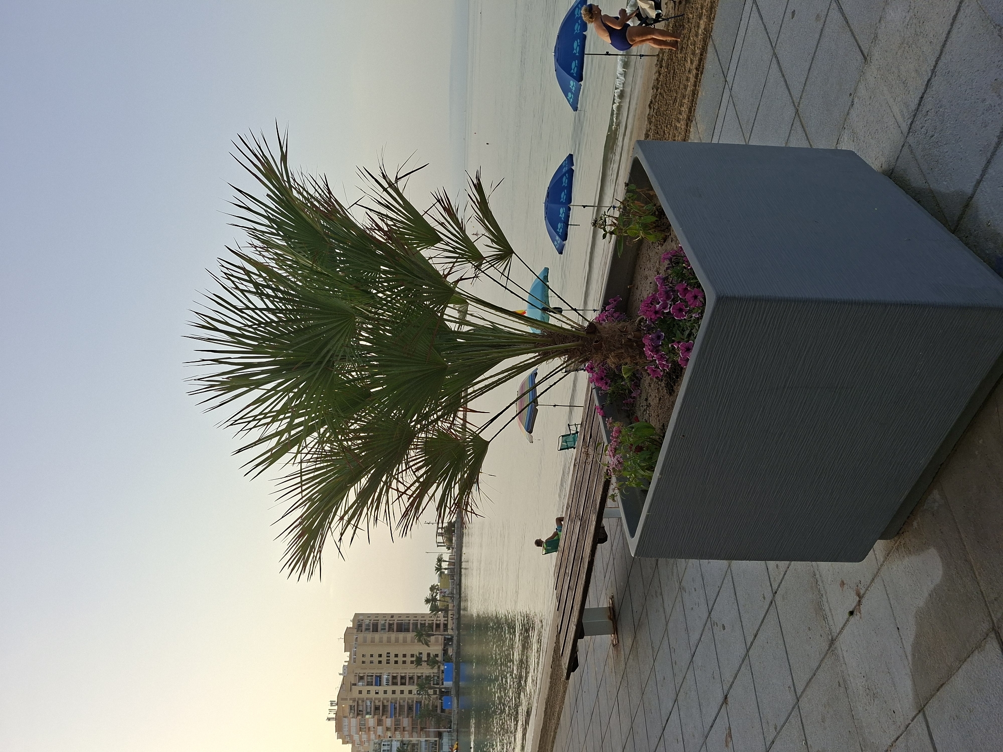 The image depicts a serene scene at a beach in Torrevieja, Spain, during what appears to be early morning or late evening due to the soft, diffused light. In the foreground, a large, gray, rectangular planter box contains a palm tree and vibrant purple flowers. The planter sits on a gray tiled walkway. To the left of the planter, a wooden bench with weathered slats is positioned facing the water.
Beyond the bench, the sandy beach meets the calm, reflective sea. Several beach umbrellas, predominantly blue with fish patterns, are scattered along the shoreline. A person in a green chair is seated by the water's edge, facing the sea. Further down the beach, a woman in a blue swimsuit is attending to something near a stroller or cart. In the background, a multi-story building with balconies and apartment windows overlooks the bay. The sky is a pale, hazy blue. The overall atmosphere is tranquil and summery.