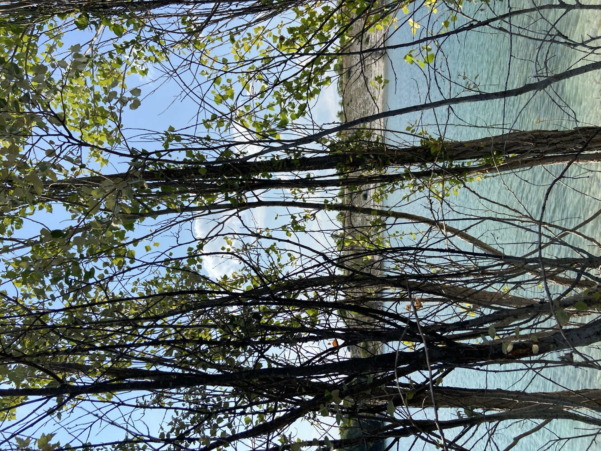 This is a vertical, low-angle, eye-level shot looking through branches of trees towards a body of water and the sky. The branches in the foreground are bare and dark, with a few scattered green leaves. The water in the background is a calm, turquoise color, suggesting a lake or a tranquil sea. The sky is bright blue with a few wispy white clouds. The overall impression is one of a serene, natural setting.
The time of day appears to be daytime, given the bright sky and sunlight filtering through the leaves. The weather seems clear and pleasant. The location context provided places this scene in Куйбышевское сельское поселение, Ukraine, which suggests a rural or natural area. There are no people or specific objects visible, and no text is present. The scene evokes a feeling of peace and tranquility, with the natural elements of trees, water, and sky creating a sense of calm. The composition, with the branches framing the view of the water and sky, adds depth and visual interest to the image.