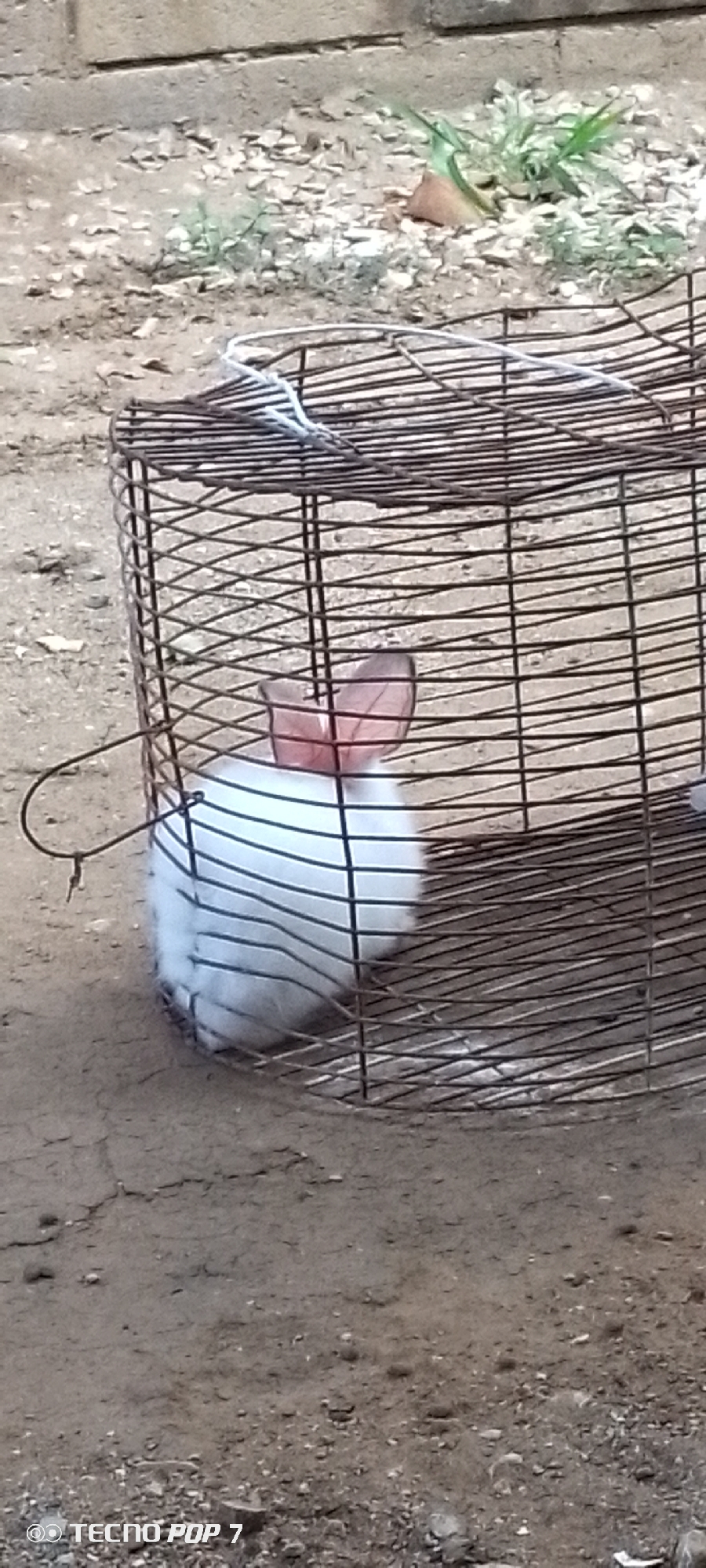 A white rabbit with pink ears is partially visible inside a rusty wire cage. The cage is cylindrical and appears to be placed on the ground. The ground is uneven and covered with dirt and small stones. In the background, a brick wall and some sparse green vegetation can be seen. The image was taken outdoors, possibly in a yard or rural area. The "TECNO POP 7" watermark in the bottom left corner indicates the device used to capture the image.