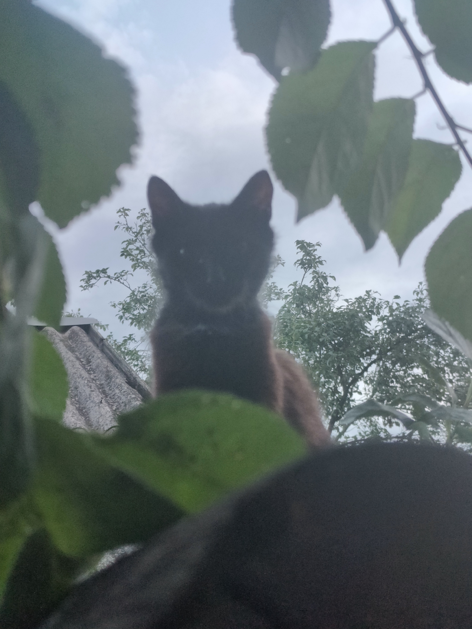 A low-angle shot captures a dark cat looking directly at the camera, framed by lush green leaves in the foreground and background. The cat is positioned centrally, with its face slightly obscured by the leaves. Behind the cat, a weathered, grey, corrugated roof is visible, possibly belonging to a small structure. Further in the background, the branches of leafy green trees reach towards a cloudy, overcast sky. The scene appears to be set outdoors in a residential area, potentially a backyard or garden, in Kryvyi Rih, Ukraine. The overall impression is one of a natural, possibly rural or suburban, environment.