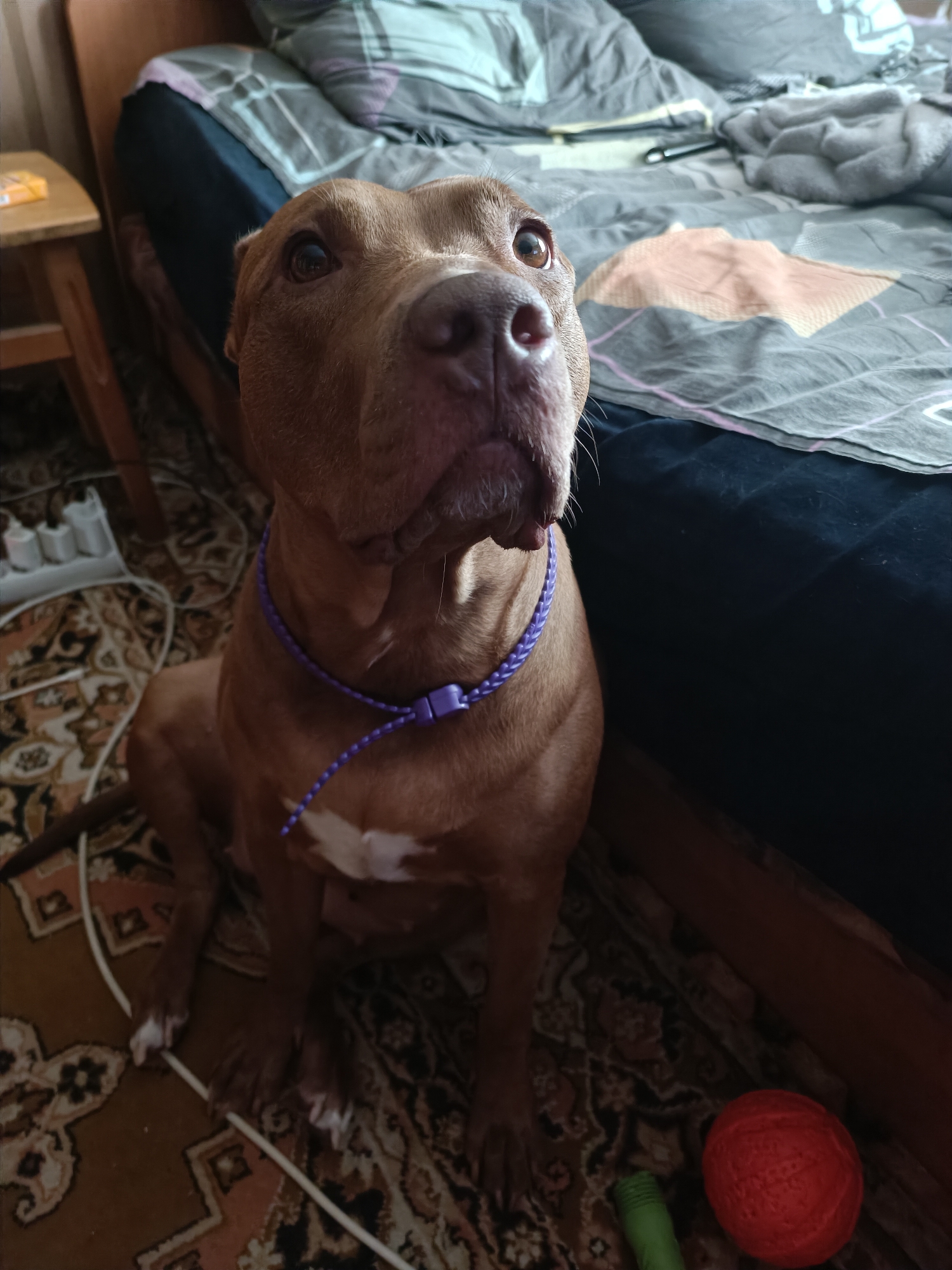 A medium shot captures a brown pit bull terrier from a low angle, sitting on a patterned rug next to a bed. The dog is facing the camera with its head tilted up, its eyes wide and alert. A braided purple collar adorns its neck. Behind the dog, a bed with gray and pink patterned bedding is visible, with the headboard to the left. To the left of the dog, a wooden nightstand with a yellow object on it and a power strip with electrical cords are present. In the lower right corner of the image, a red ball and a green object are on the rug. The scene appears to be indoors, likely in a residential setting within Zaporizhzhia, Ukraine, given the context.