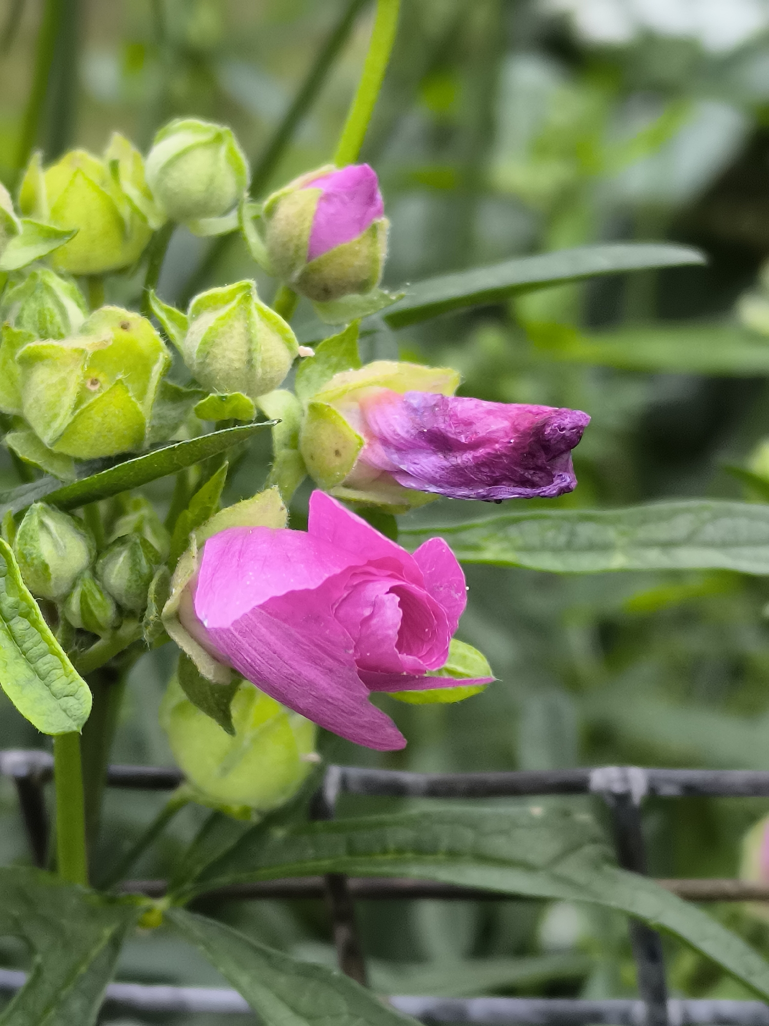 The image depicts a close-up of pink and purple flowers with green buds and leaves, likely taken in a garden setting. The flowers are in various stages of bloom, with some fully open and others still tightly budded. The background is softly blurred, showing more greenery and what appears to be a dark-colored wire fence. The overall impression is one of natural beauty and delicate flora. The image was taken in Mosėdis, Lithuania, a region known for its amber museum and stone landscapes.