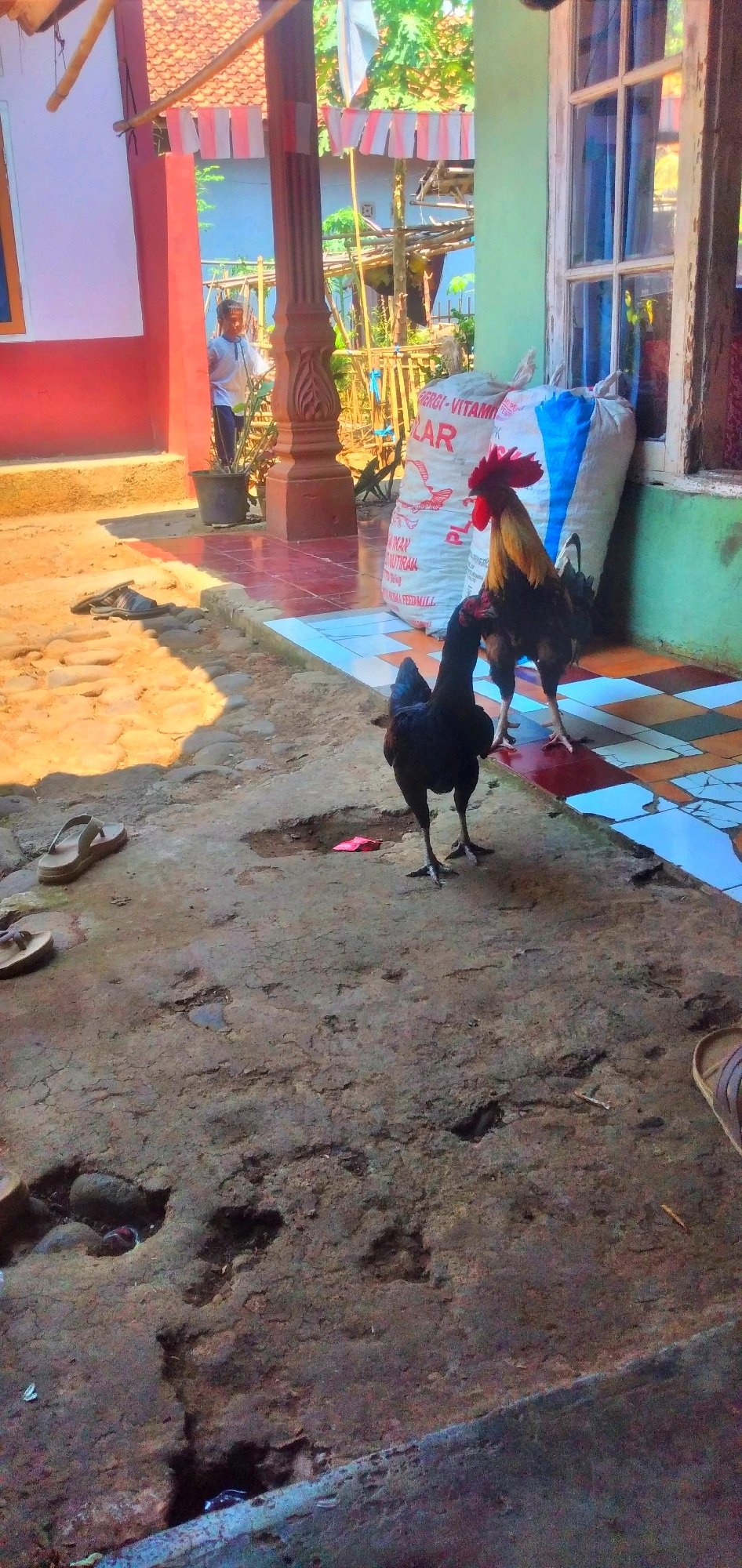 The image depicts an outdoor scene in Rahong, Indonesia. Two chickens, one black and one a rooster with red, yellow, and black plumage, are standing on a dirt and tiled surface in front of a building. The building features red and white striped flags hanging from a wooden post and a green-painted wall with a white-framed window. Behind the chickens, two large sacks, one white with red lettering and the other blue, are leaning against the wall. A person in a white shirt and blue pants is visible in the background, standing near a potted plant. The ground is a mixture of dry dirt, scattered stones, and tiled pathways. Flip-flops are visible on the ground in the foreground and midground. The sunlight casts distinct shadows across the scene, indicating it is daytime.