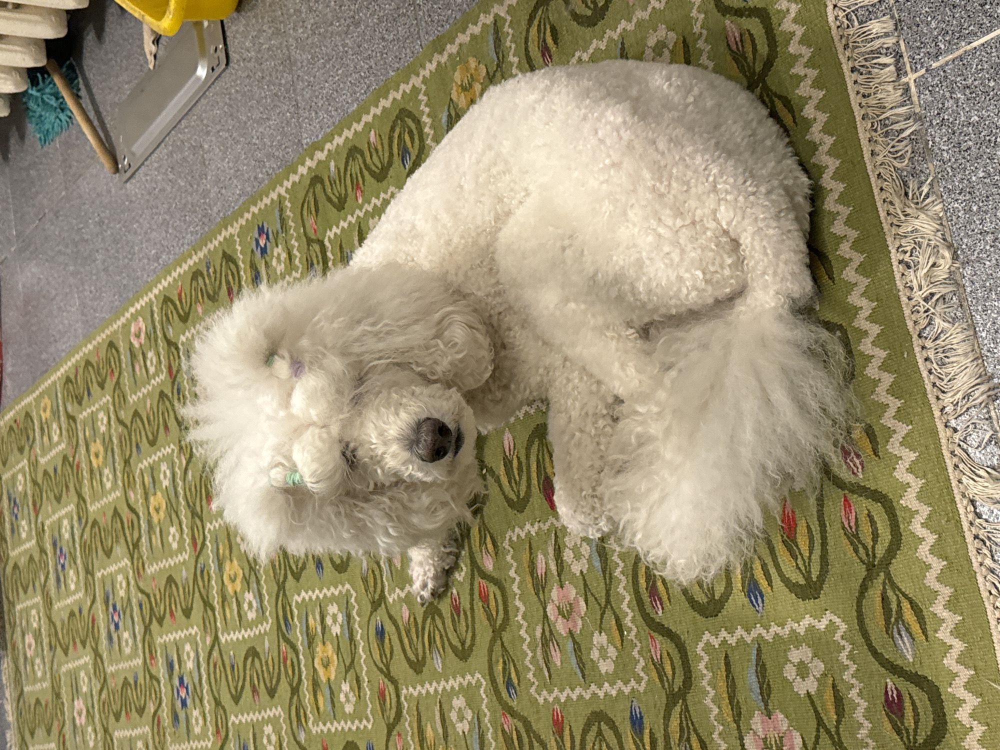 A white Bichon Frise dog lies curled on a green and multicolored patterned rug. The rug has a zigzag pattern along its edges and fringe at the end. The floor surrounding the rug appears to be a gray tile. In the upper left corner, part of a cleaning apparatus with a yellow bucket and a broom is visible. The location in Krasnoyarsk, Russia, is not discernible from the image.
