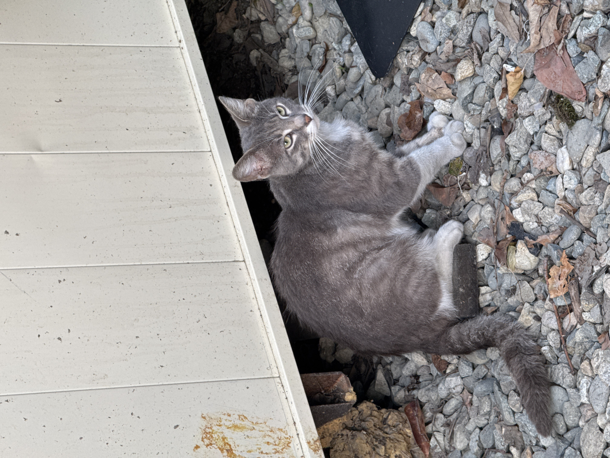 A grey tabby cat is sitting on a gravel surface next to a light-colored structure. The cat is facing to the right, with its head turned towards the viewer. It has green eyes and white whiskers. The structure appears to be a shed or outbuilding with vertical panels. There are some leaves and debris on the ground. The scene is outdoors, and it is daytime. There is no identifiable information about the location being in Sochi, Russia, or any other specific geographical location.