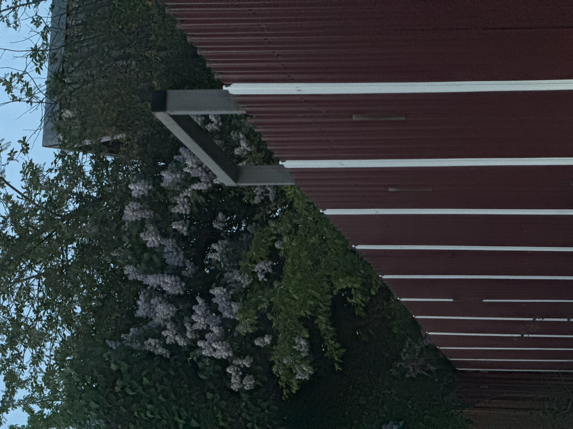 The image depicts a portion of a red corrugated metal awning structure with white trim above vegetation. A metal support structure is visible. The vegetation includes leafy trees with what appear to be lilac blossoms. The sky is visible in the upper left.