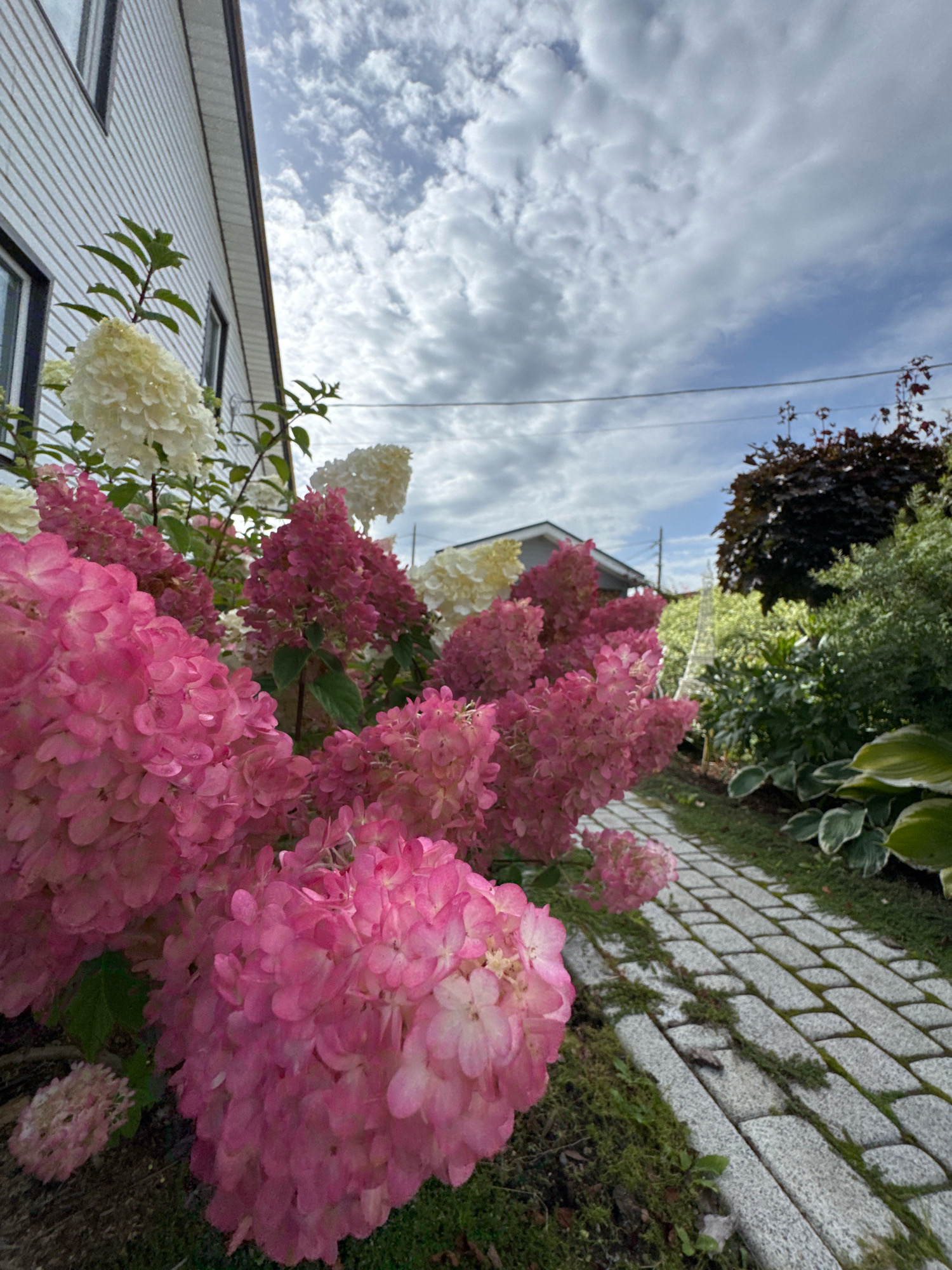 A low-angle, close-up shot captures a vibrant garden scene in Oliki, Russia, featuring blooming hydrangeas in shades of pink and white, positioned in front of a white-sided house. The flowers are the primary focus, with their large, textured clusters dominating the foreground and mid-ground. To the right of the hydrangeas, a stone pathway lined with moss and greenery leads away from the viewer. Beyond the pathway, a dense arrangement of green foliage and darker trees can be seen, with a glimpse of a distant building. The sky above is filled with dramatic, grey clouds, suggesting an overcast day. There are no people visible in the image, and no specific actions or interactions are depicted. The overall impression is one of a lush, well-maintained garden adjacent to a residential property.
