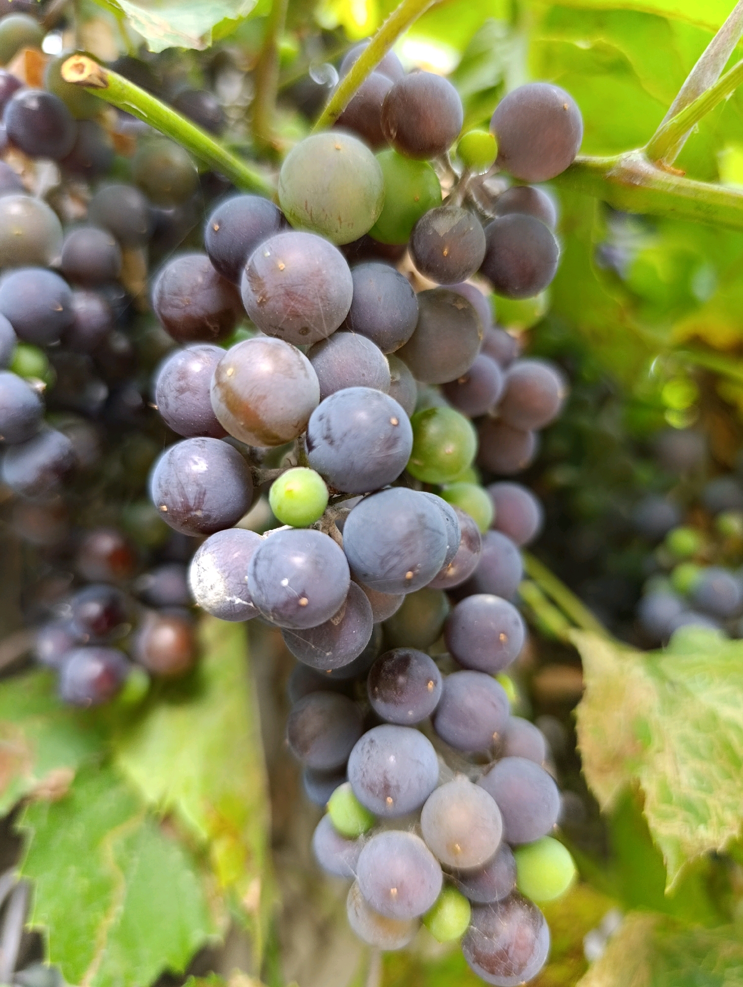 This is a close-up, eye-level, vertical shot of a cluster of dark purple grapes on a vine. The grapes are mostly spherical and have a waxy bloom. Some of the grapes are lighter in color, appearing green, indicating they are not yet ripe. The background is a soft blur of green leaves and vine tendrils, suggesting an outdoor setting. There are no people visible in the image, and no specific landmarks are identifiable to place it within Cherkasy, Ukraine. The focus is entirely on the natural details of the grapes and the plant.