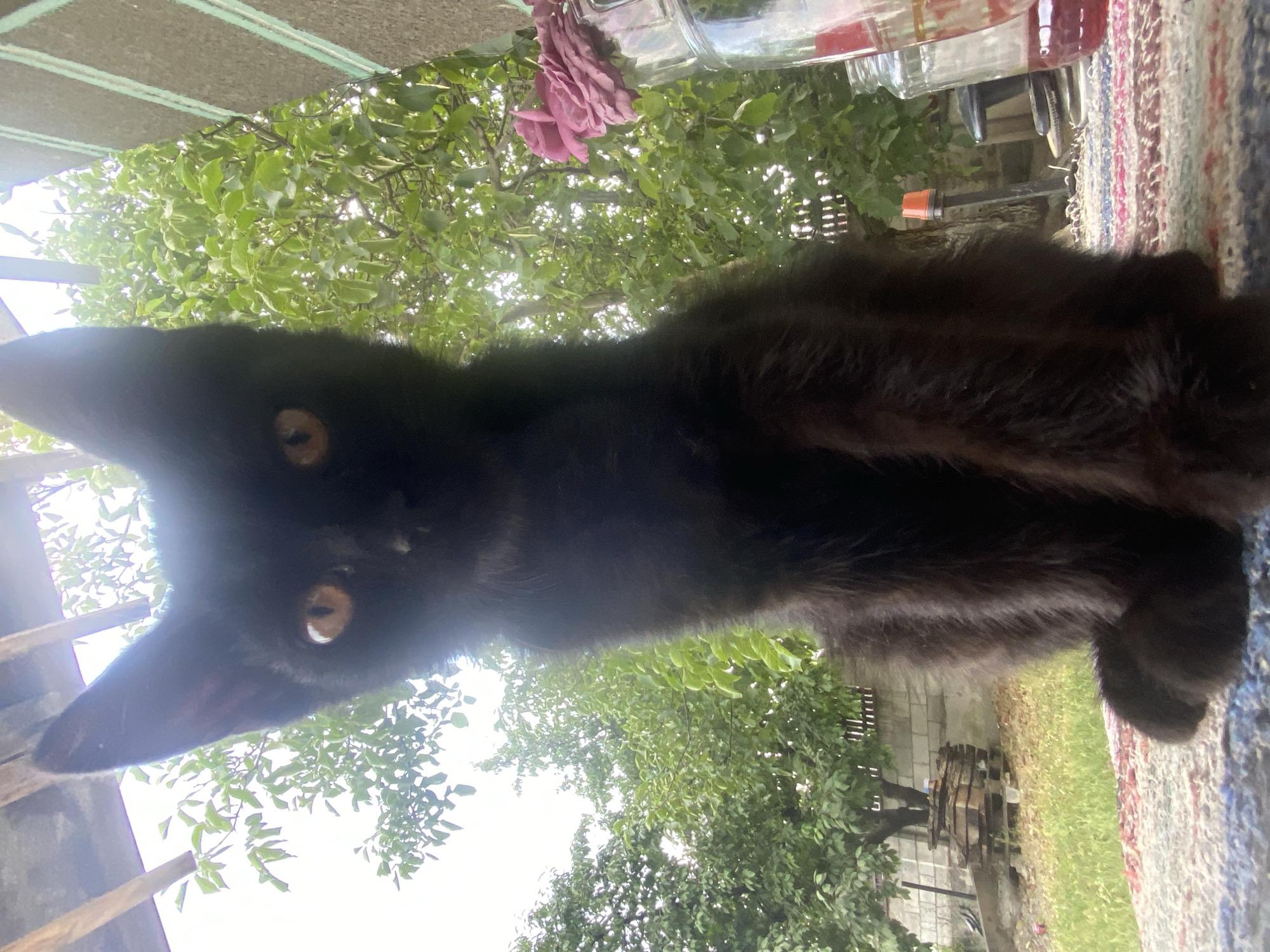 A black cat is the central subject of this low-angle outdoor photograph, positioned on a colorful striped rug. The cat is facing the camera with its amber eyes looking directly at the viewer. The background consists of lush green trees and foliage, suggesting a garden or natural setting. In the upper left of the image, wooden beams are visible, possibly part of a porch or shelter. To the right, a glass jar containing a pink flower and another jar with red liquid are partially visible, adding elements of domesticity to the scene. The ground appears to be a mix of grass and dirt, with some stacked wooden pallets and a fence in the distance. The lighting suggests it is daytime, with a bright sky overhead. The image does not contain any information or context related to the city of Horodca, Moldova.