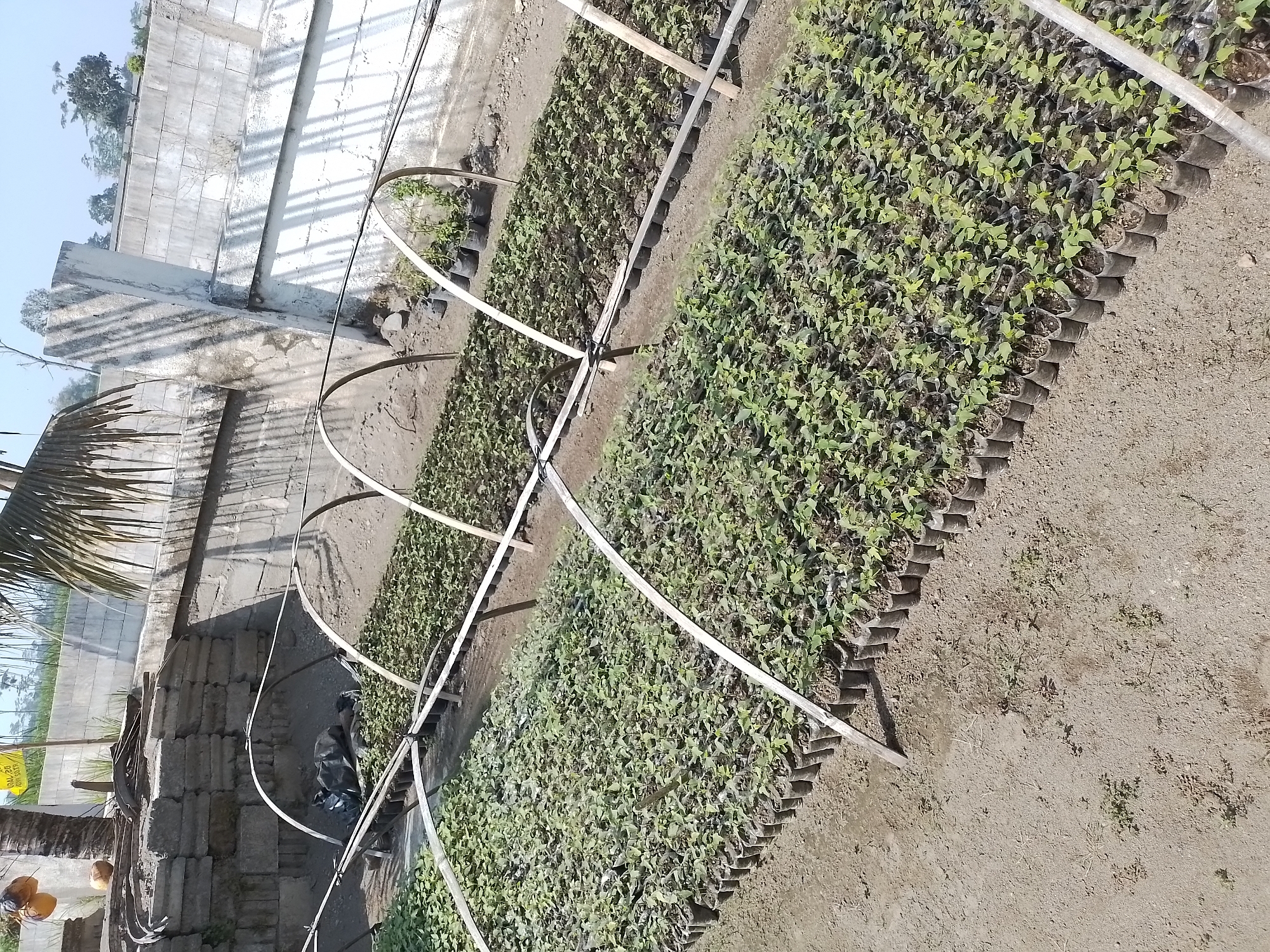 The image depicts a nursery in Ngancar, Indonesia, featuring rows of young plants in black plastic bags. These seedlings are arranged under several arched structures, likely for protection and controlled growth, possibly a greenhouse or a similar setup. In the background, a concrete wall with distinctive shadow patterns from overhead fronds suggests a tropical or subtropical environment. The foreground shows the dry, sandy soil typical of the region, with some scattered weeds. Coconut fruits are visible hanging from a palm tree on the left, reinforcing the tropical setting. The overall scene is one of agricultural activity, focusing on plant cultivation.