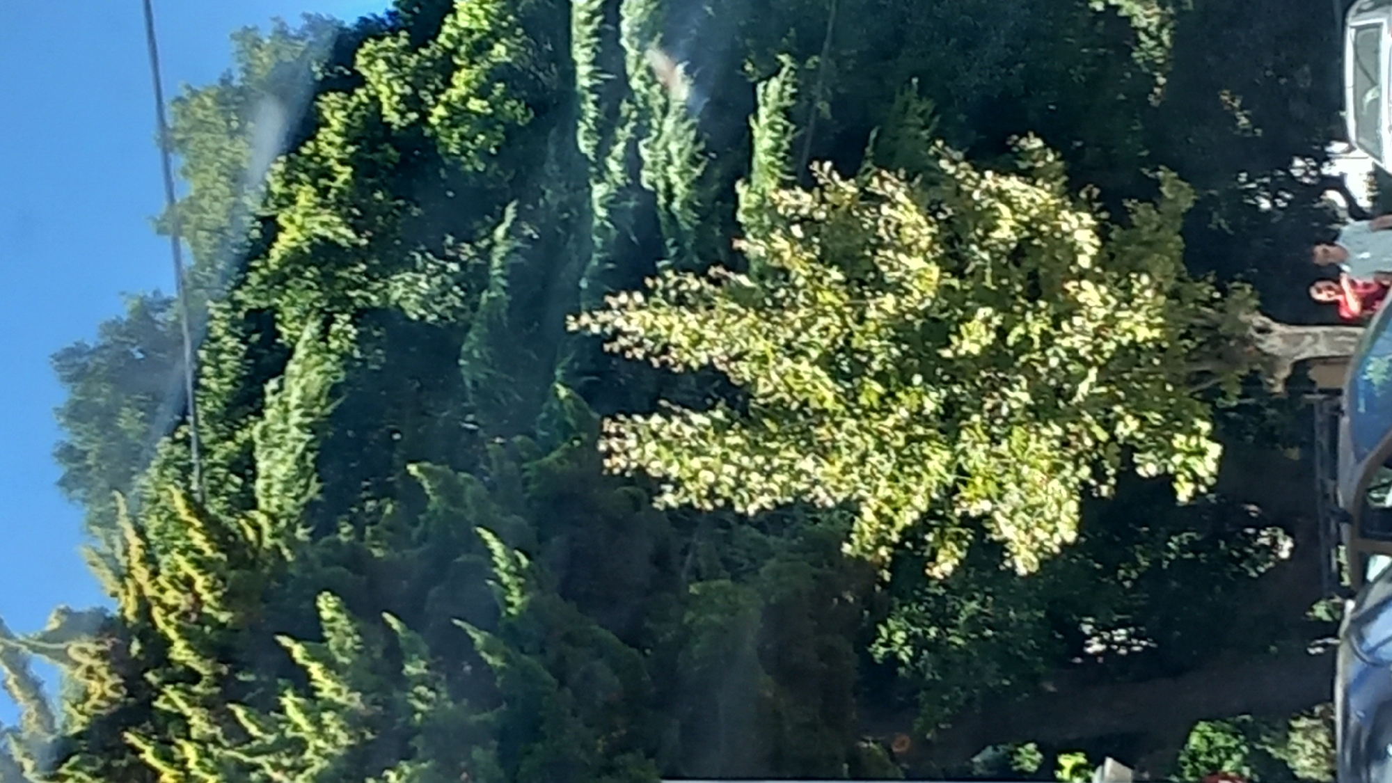 The image captures a sunlit scene with lush green trees dominating the foreground and midground. A clear blue sky is visible in the upper portion of the image. In the lower part of the image, the tops of cars are visible, suggesting a street or parking area. Two individuals are partially visible in the background, near a tree. One appears to be wearing a red shirt, and the other a light-colored shirt. The overall impression is one of a pleasant outdoor environment. The image is likely from the city of Kos, Greece, based on the provided context.