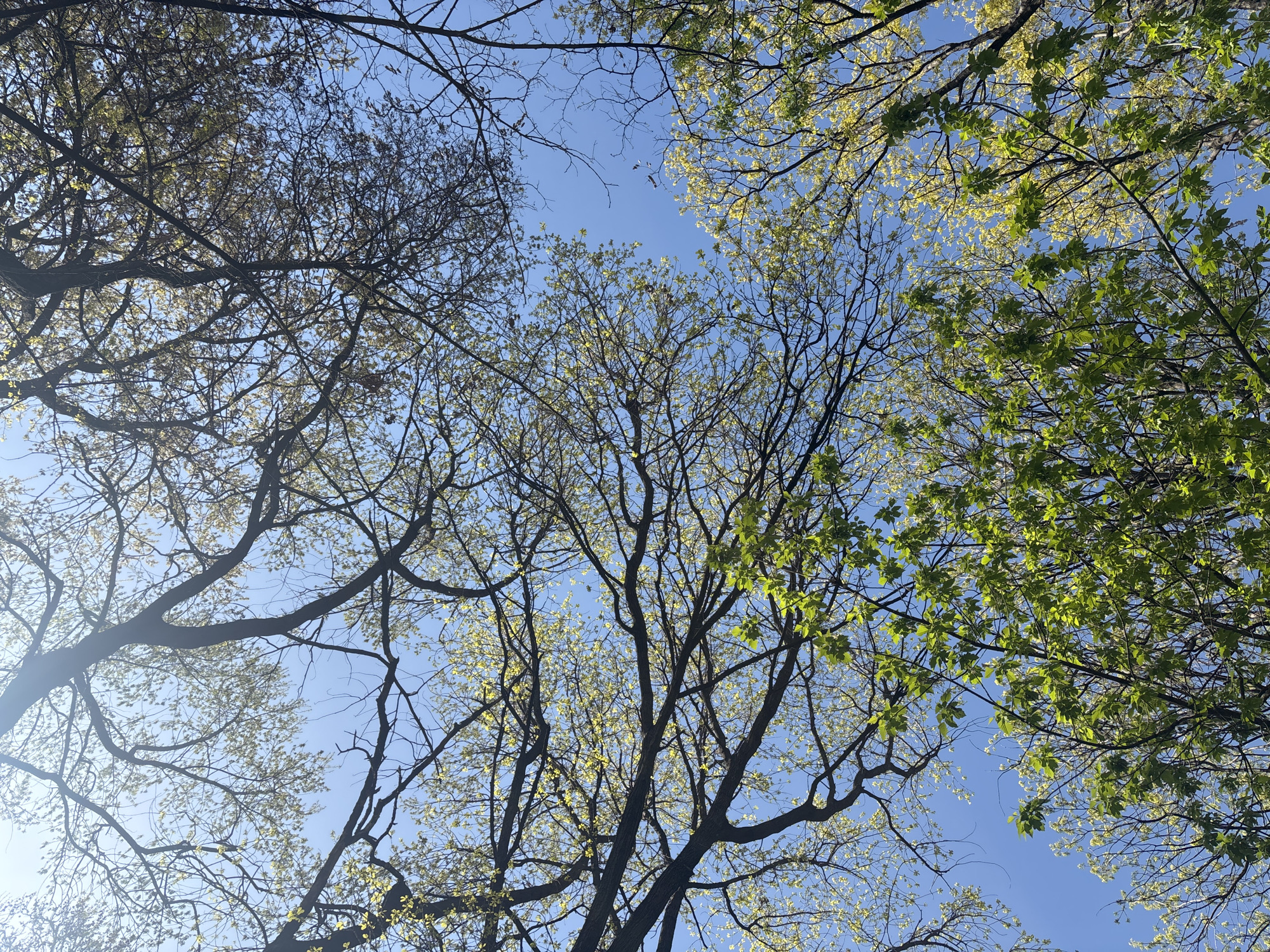 The image shows a view looking up through tree branches towards a bright blue sky. The trees feature varying degrees of foliage; some branches are bare, others have nascent green leaves, and some have full, vibrant green leaves. The overall effect suggests springtime. The location is unknown, and there is no way to identify that it is in Yerevan, Armenia. There are no visible people, subjects, objects, actions, or interactions in the frame other than the trees and the sky.