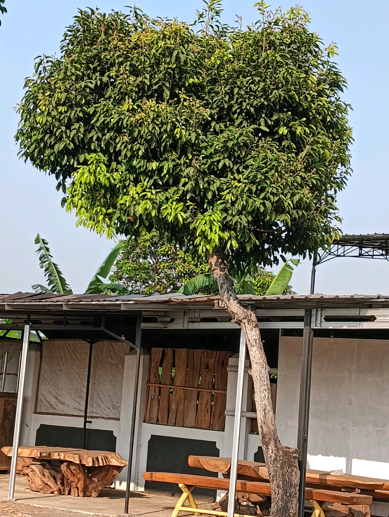 A tall, dense tree with lush green foliage dominates the upper half of the image, its branches reaching towards a clear blue sky. Below the tree, a rustic outdoor seating area is visible, featuring a unique, organically shaped wooden table and several wooden benches. The structures supporting a corrugated metal roof are made of metal poles and beams, with walls made of various materials including rough-hewn wood panels and light-colored fabric. Banana trees are also present in the background, suggesting a tropical or subtropical environment. The overall scene appears to be in Kliwonan, Indonesia, a location characterized by such natural elements and outdoor rustic settings.
