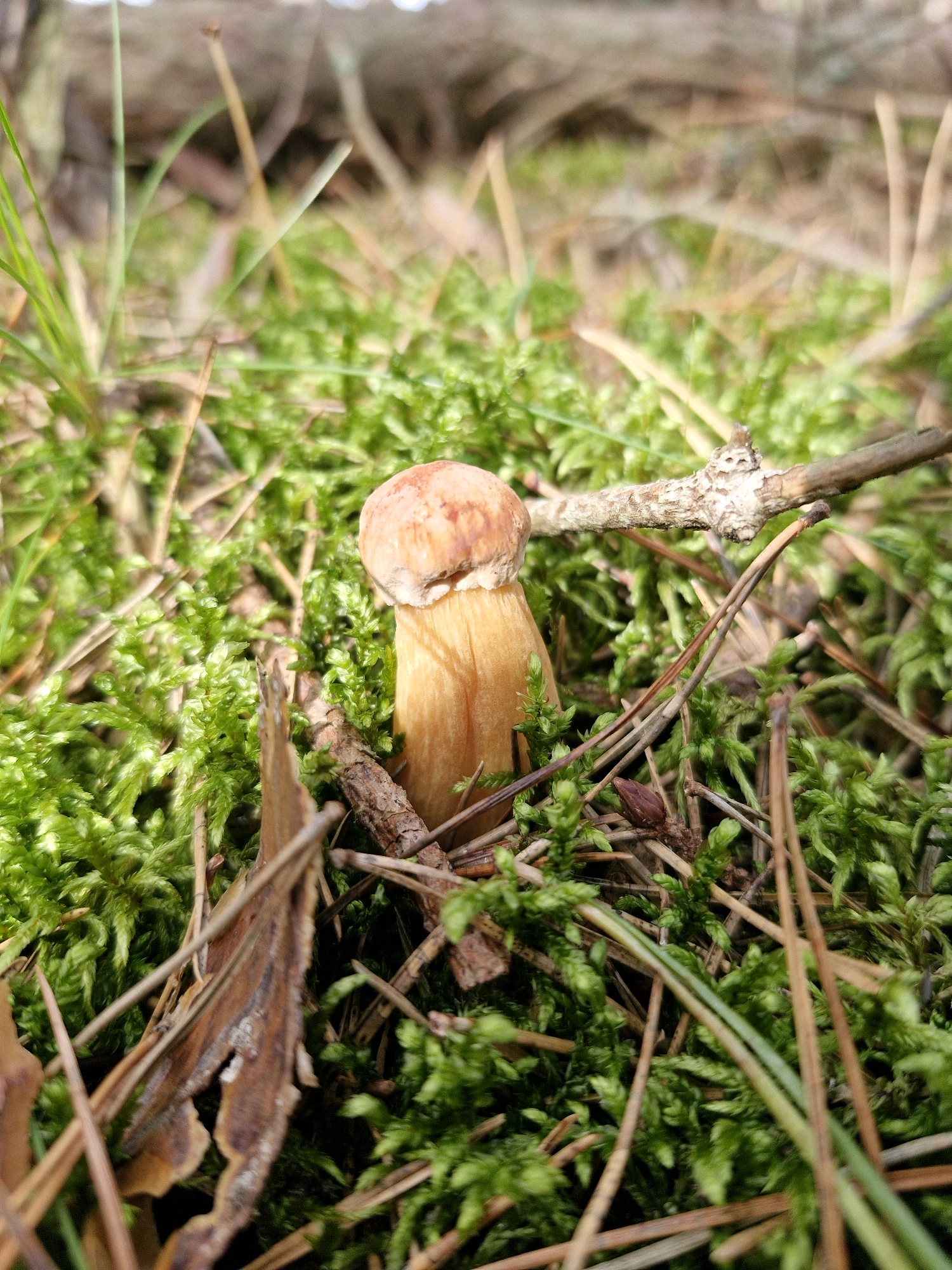 A close-up, low-angle shot captures a single, small mushroom with a light brown cap and a pale yellow stem emerging from vibrant green moss. The mushroom is surrounded by fallen pine needles, twigs, and dry leaves. A small, pale-colored twig lies horizontally across the top of the mushroom. The background is softly blurred, suggesting a natural forest environment. The scene appears to be in Neringa, Lithuania, known for its pine forests and sandy dunes, consistent with the depicted flora. There are no people or animals present in the image, and no specific actions are depicted beyond the natural growth of the mushroom within its environment.
