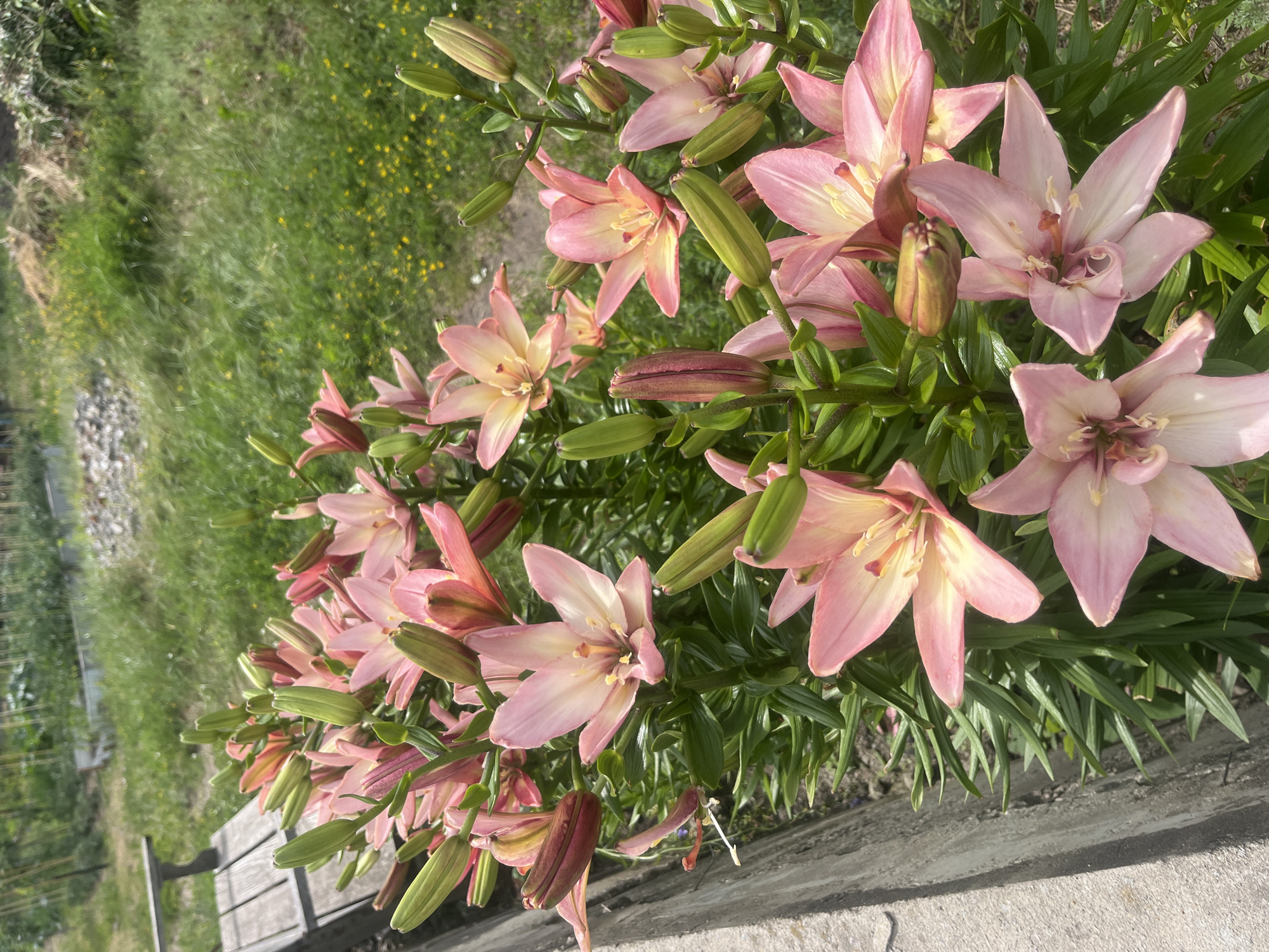 A close-up, eye-level shot captures a cluster of pink lilies in bloom, their delicate petals unfurling under a bright sky. The lilies are positioned in the foreground, with some flowers fully open and others still in bud, their green sepals tightly wrapped. The background is a blur of lush green grass, dotted with small yellow flowers, suggesting an outdoor setting, possibly a garden or park. A weathered wooden bench is partially visible to the left of the frame, adding a rustic touch to the scene. The image appears to be taken in Voronezh, Russia, based on the provided context.